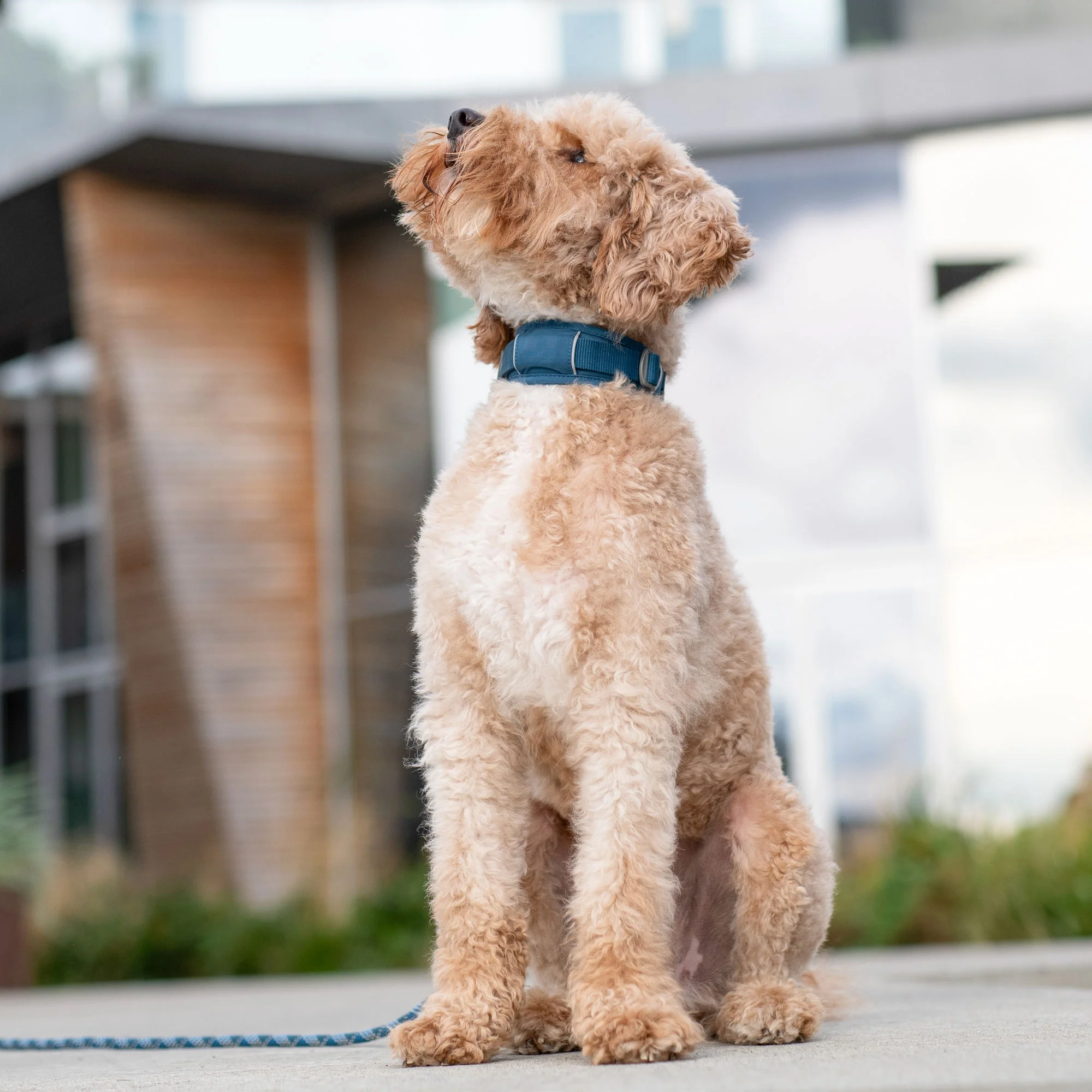 DOG Copenhagen - Urban Explorer Collar - Image 12