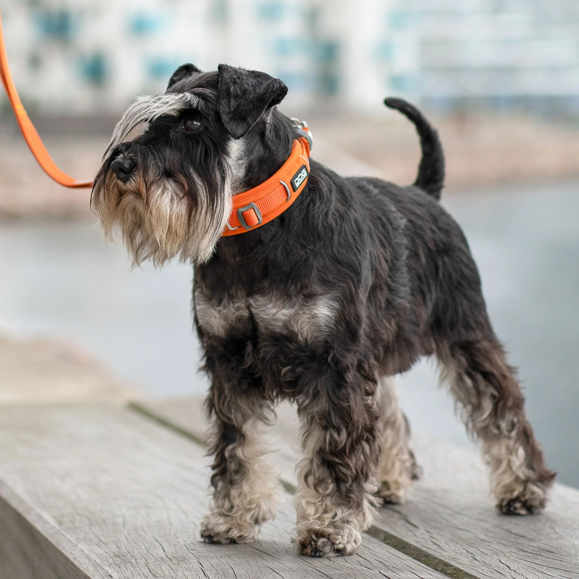 DOG Copenhagen - Urban Explorer Collar - Image 13