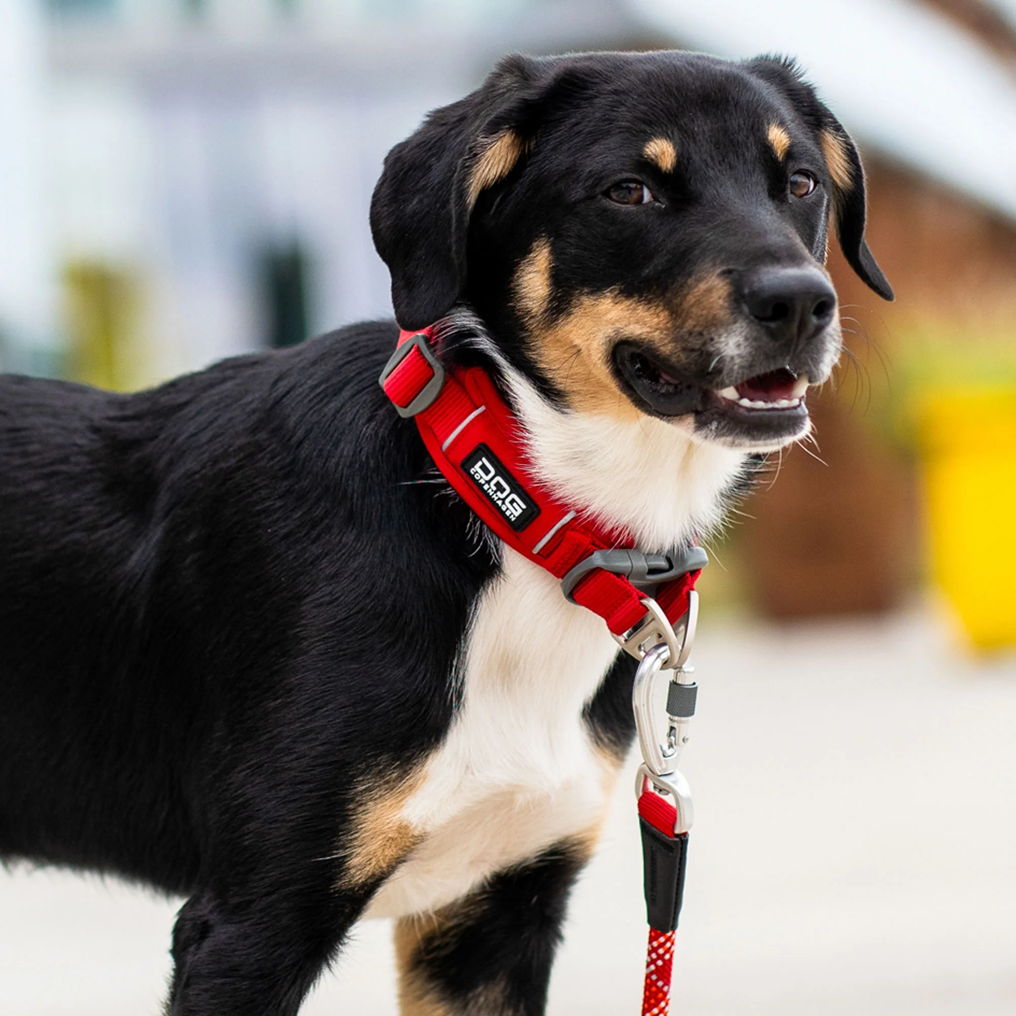 DOG Copenhagen - Urban Explorer Collar - Image 14