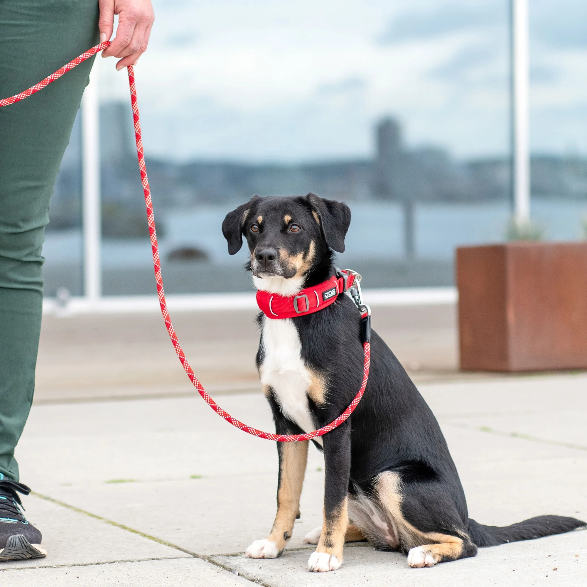 DOG Copenhagen - Urban Explorer Collar - Image 16
