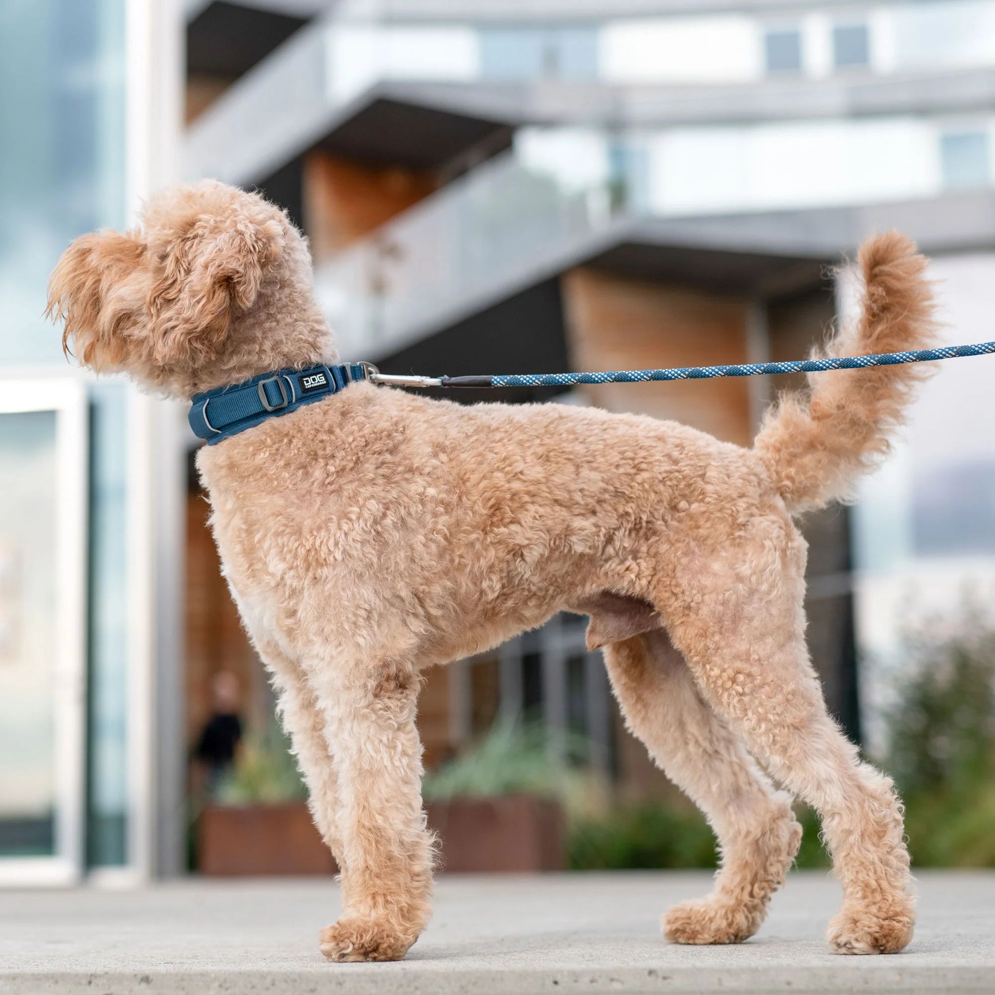 DOG Copenhagen - Urban Explorer Collar - Image 17