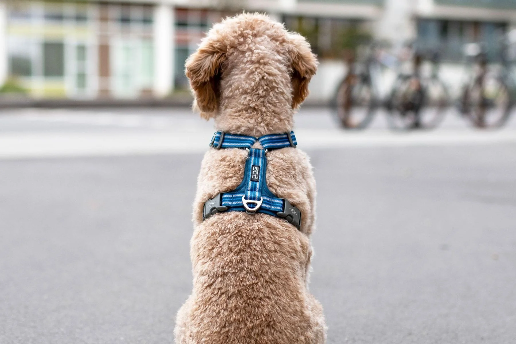 DOG Copenhagen - Comfort Walk Air Harness - Image 13
