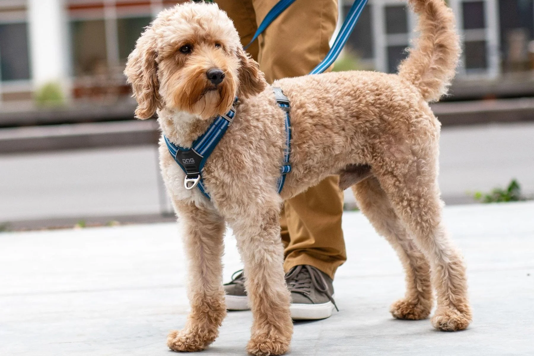 DOG Copenhagen - Comfort Walk Air Harness - Image 15