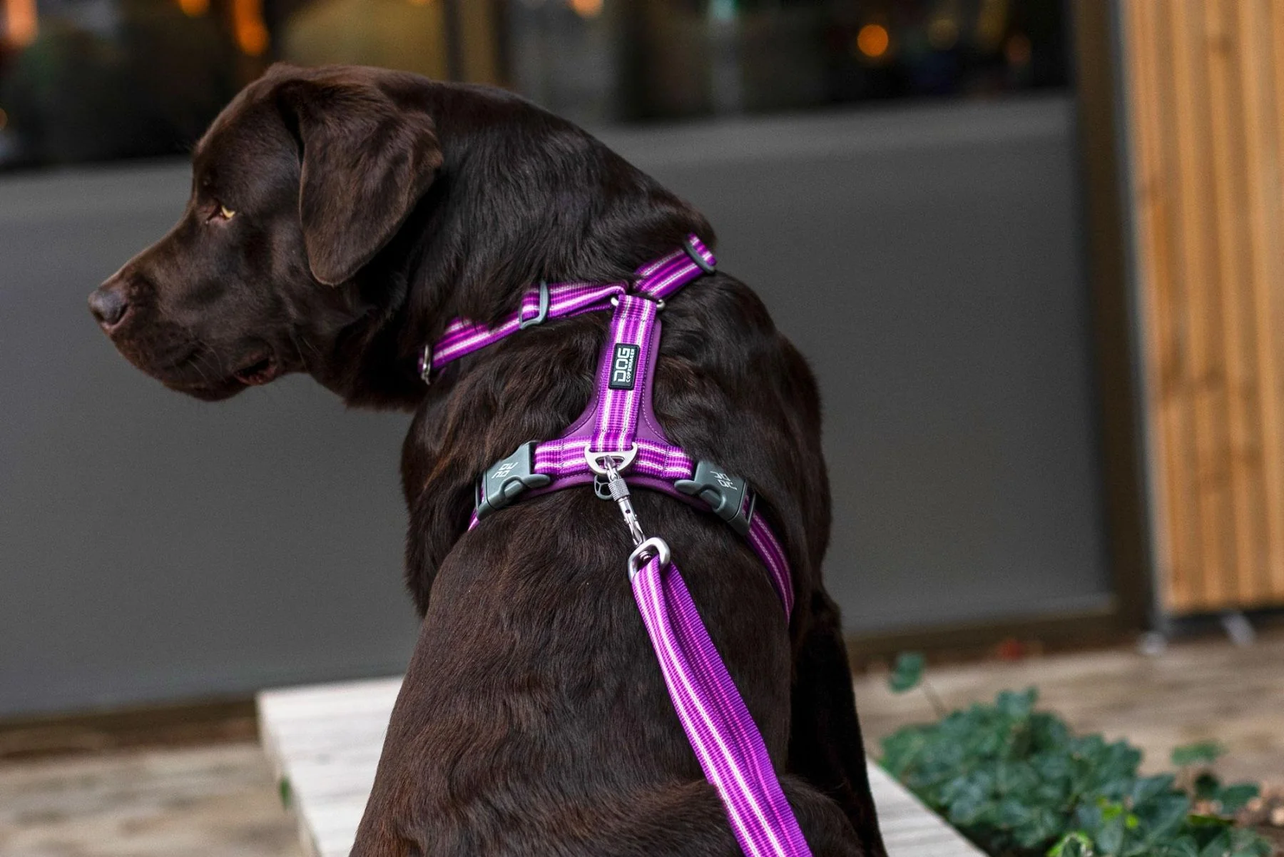 DOG Copenhagen - Comfort Walk Air Harness - Image 16