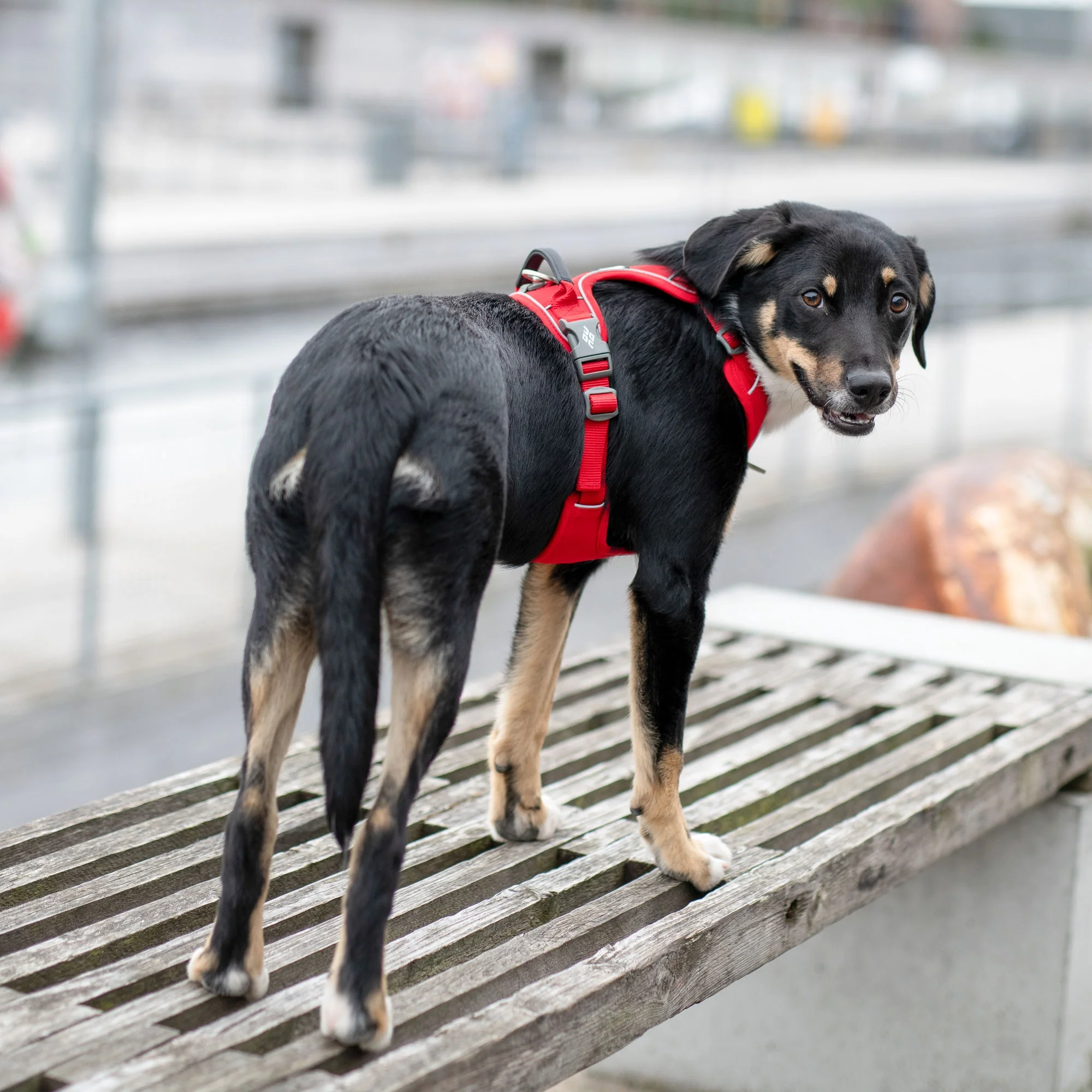 DOG Copenhagen - Comfort Walk Pro Harness - Image 11