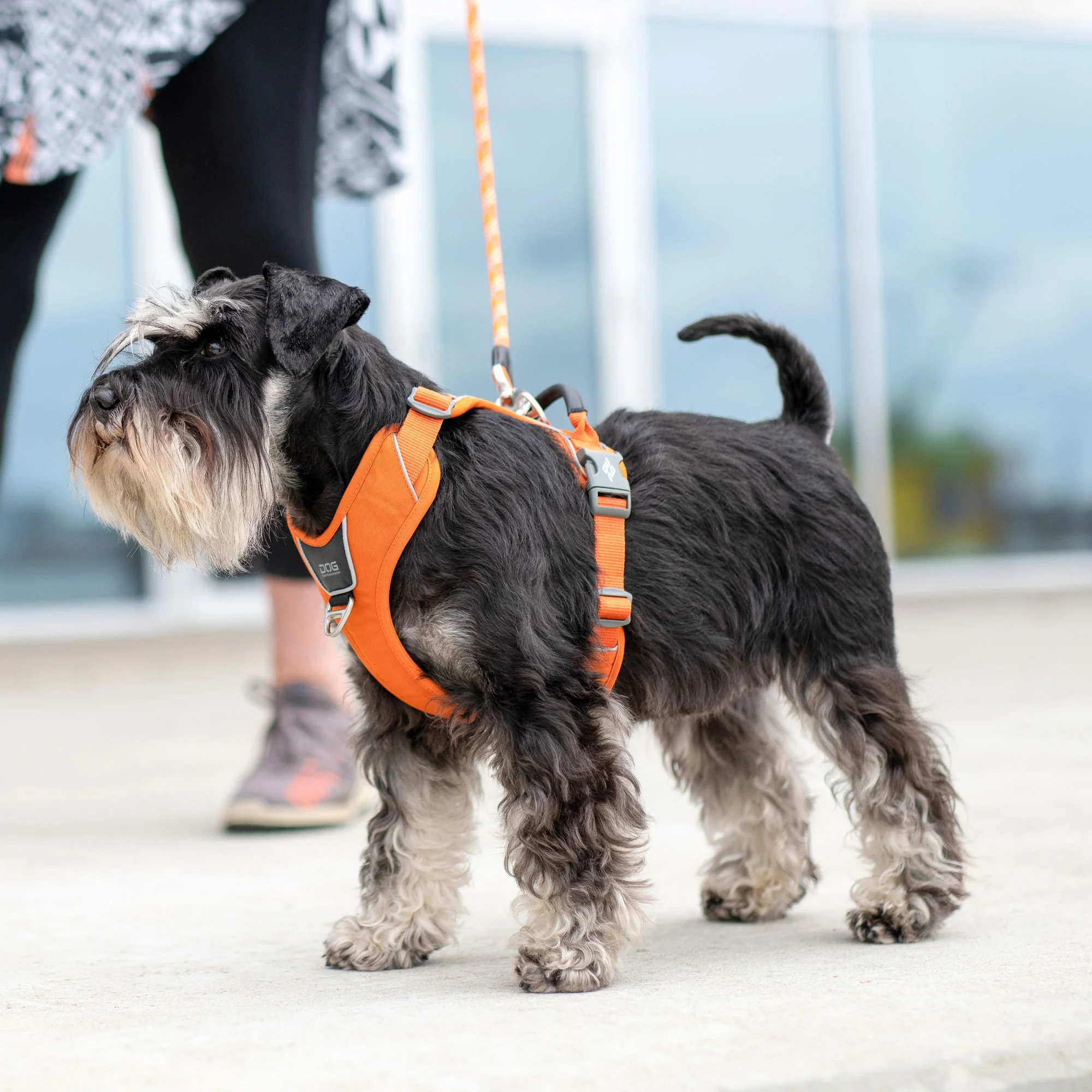 DOG Copenhagen - Comfort Walk Pro Harness - Image 12