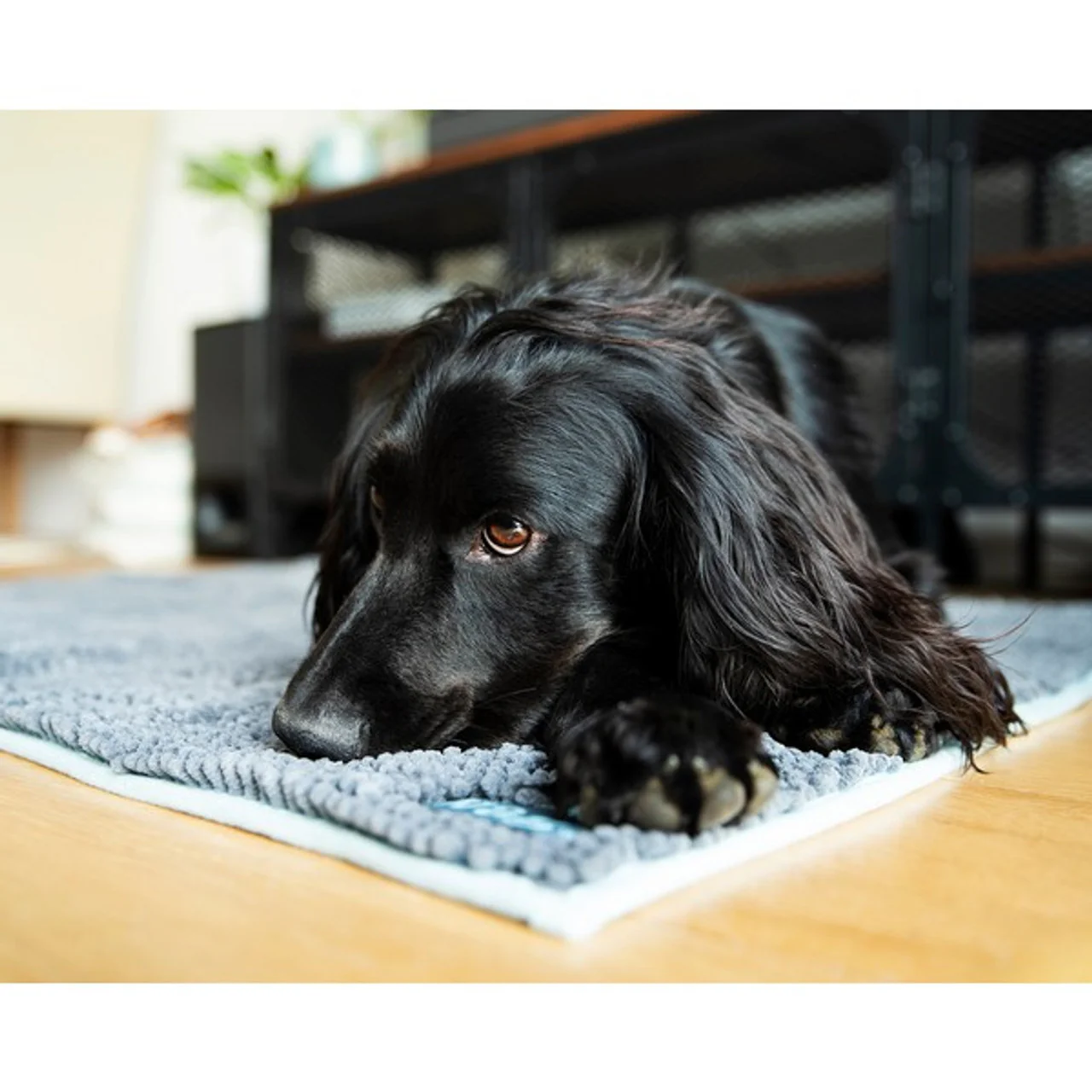 Henry Wag - Microfibre Noodle Pet Mat - Image 3