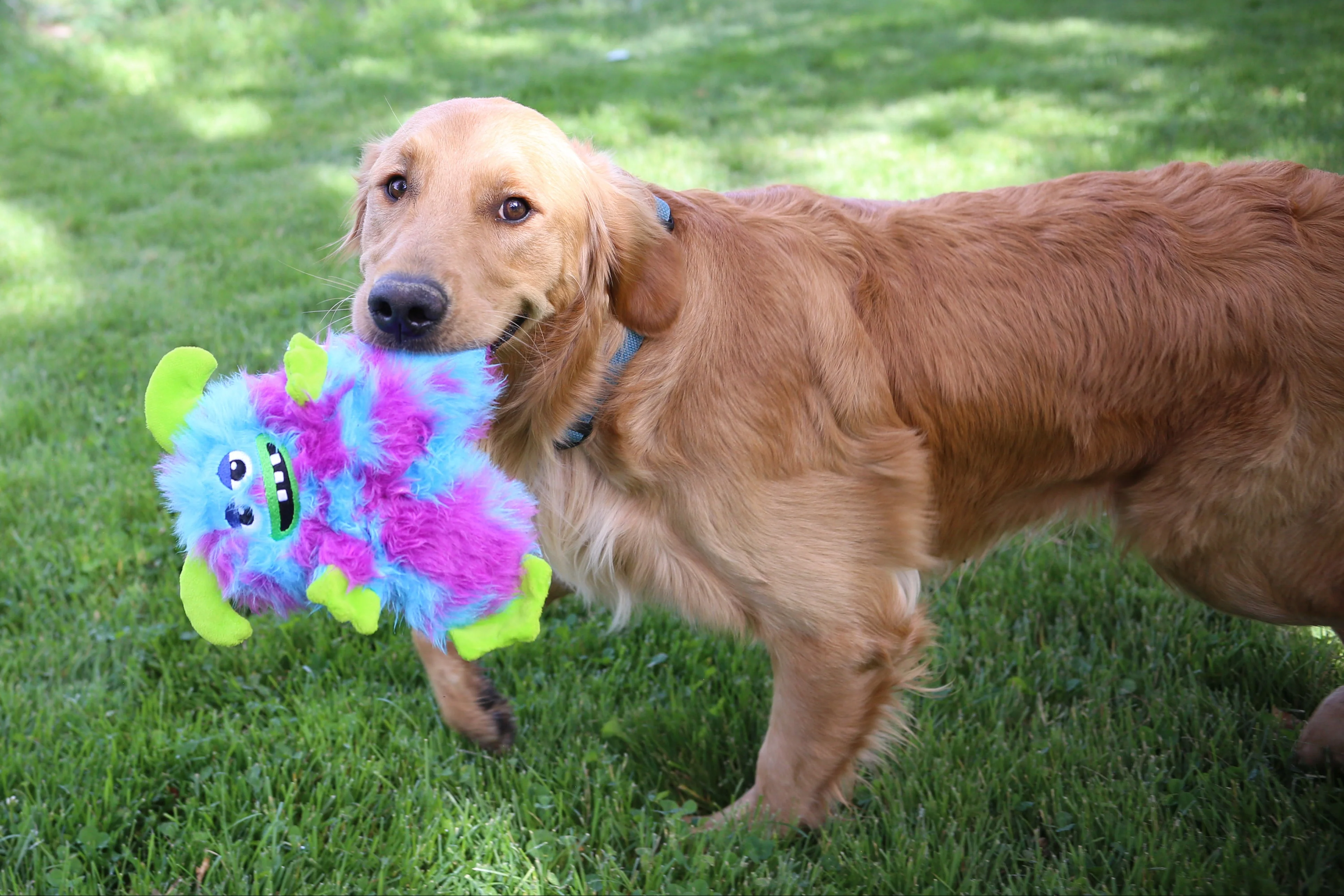 KONG - Frizzle Toys - Image 4