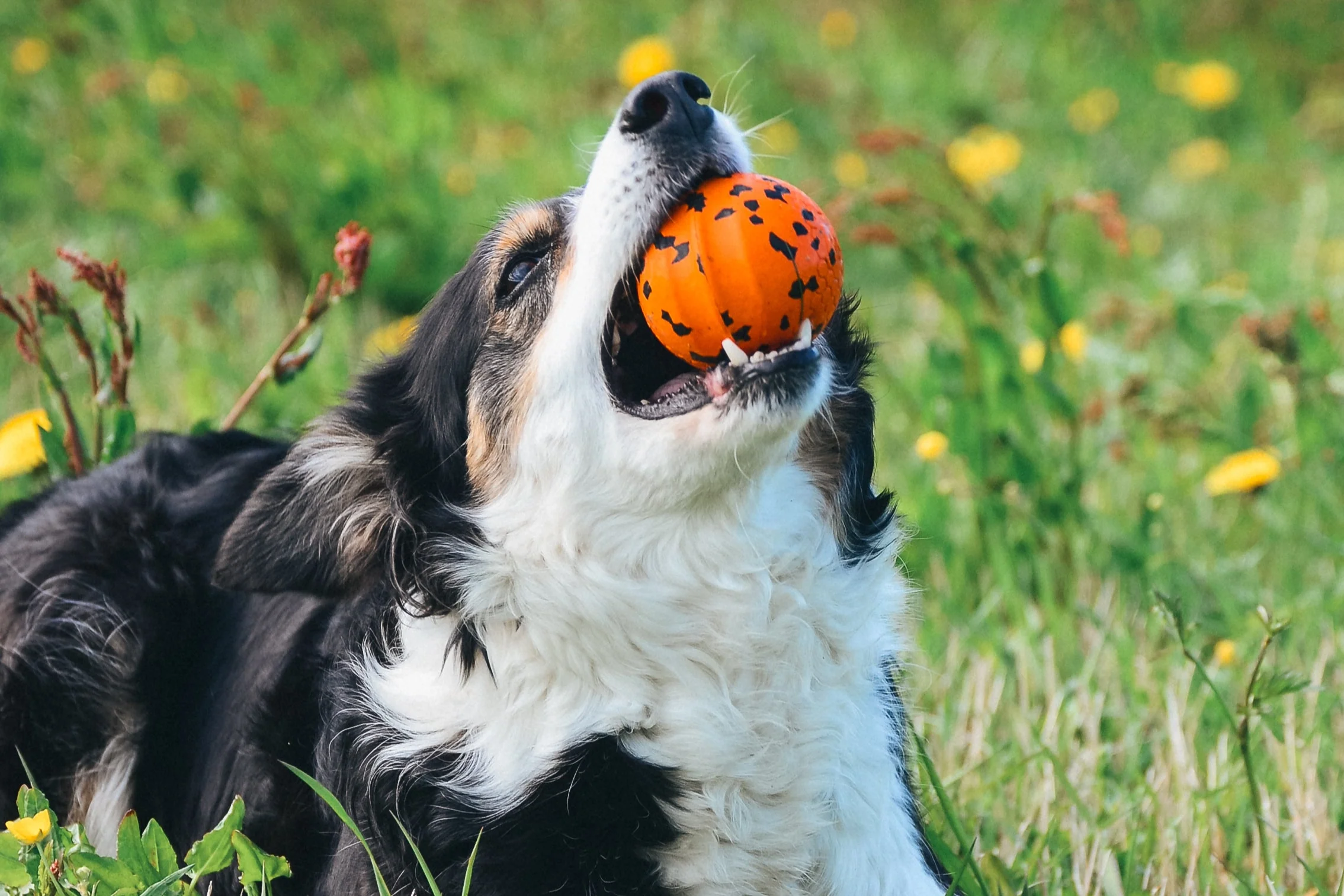 Non-stop - Dog Ball - Image 3