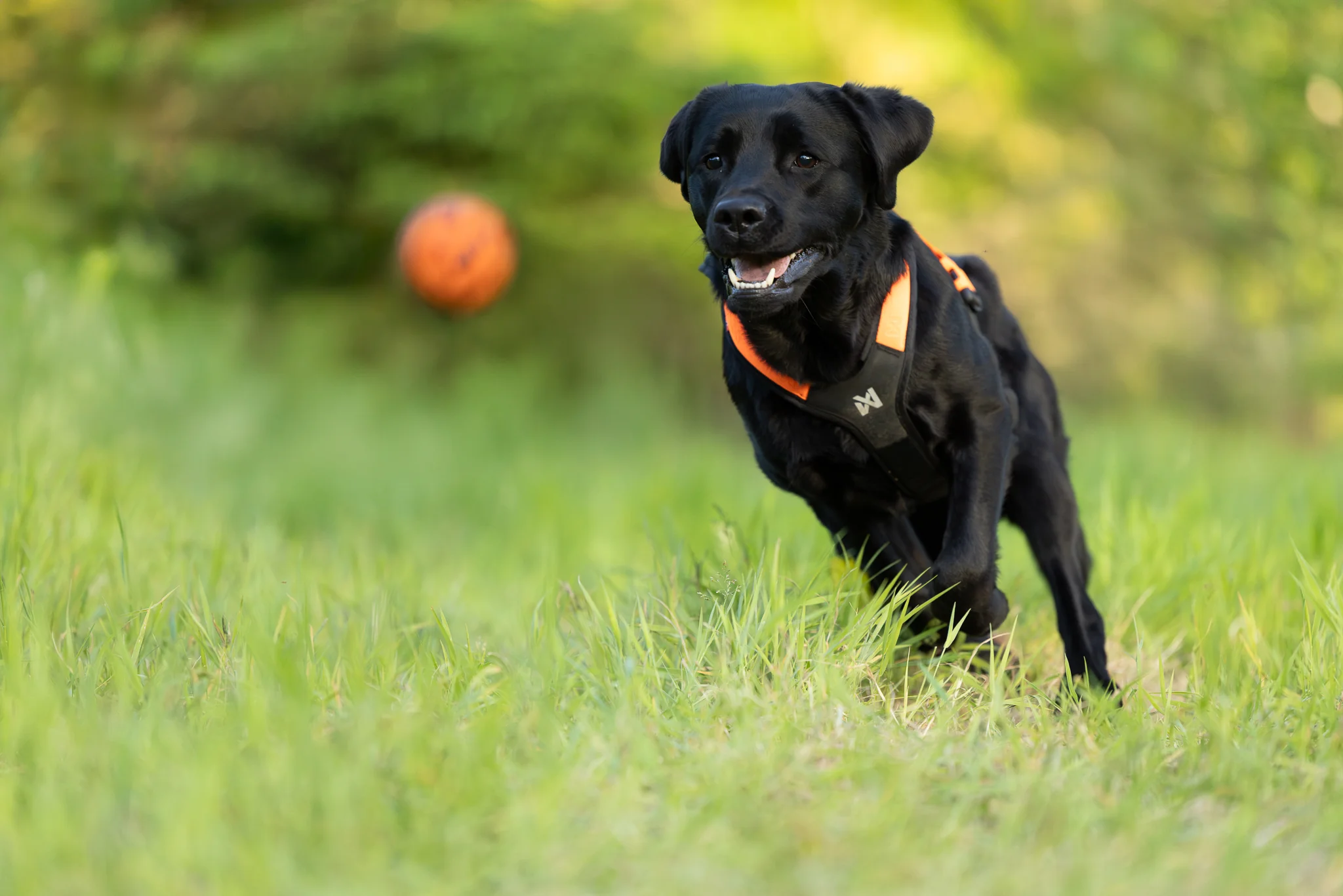 Non-stop - Dog Ball - Image 4