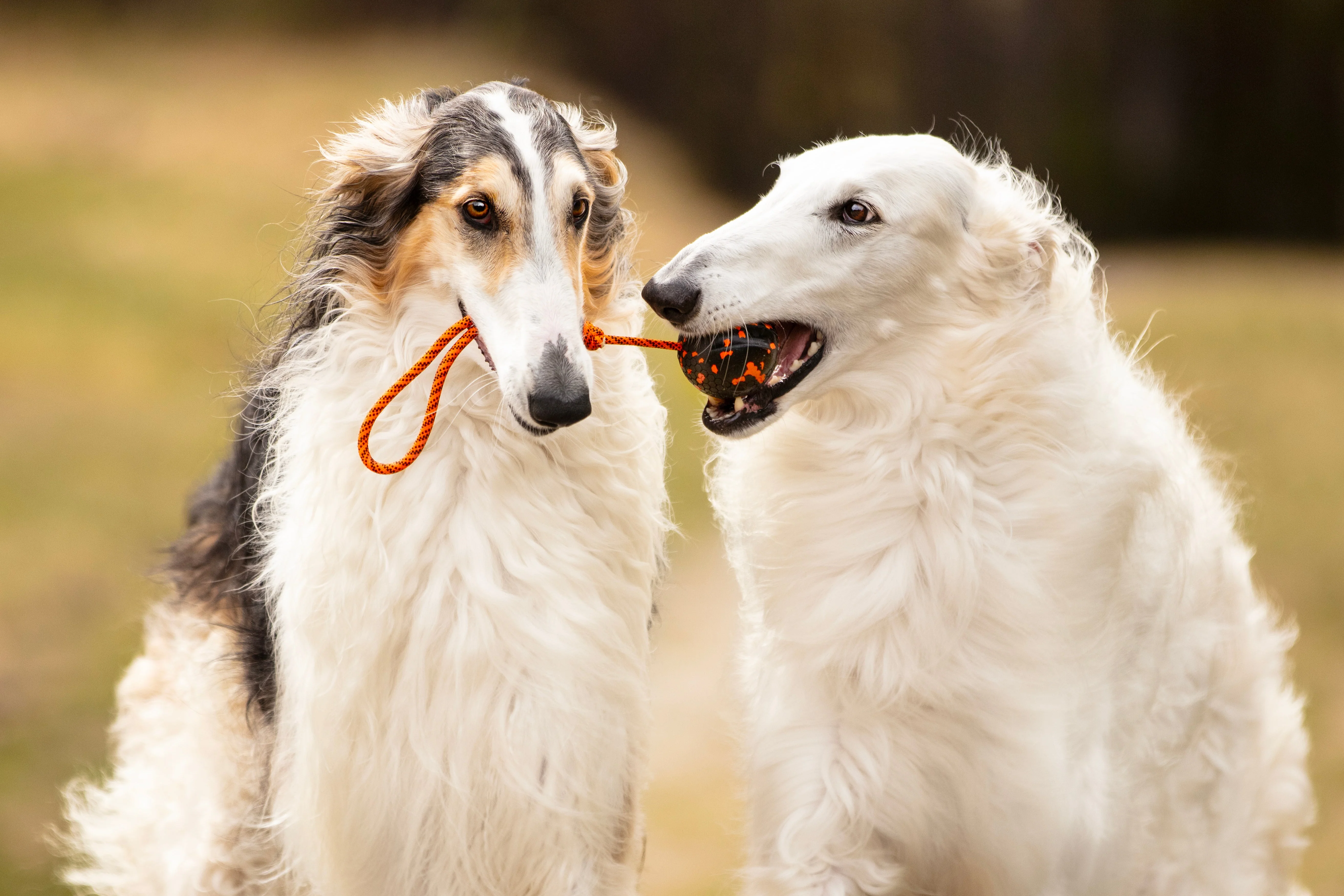 Non-stop - Dog Ball On Rope - Image 3