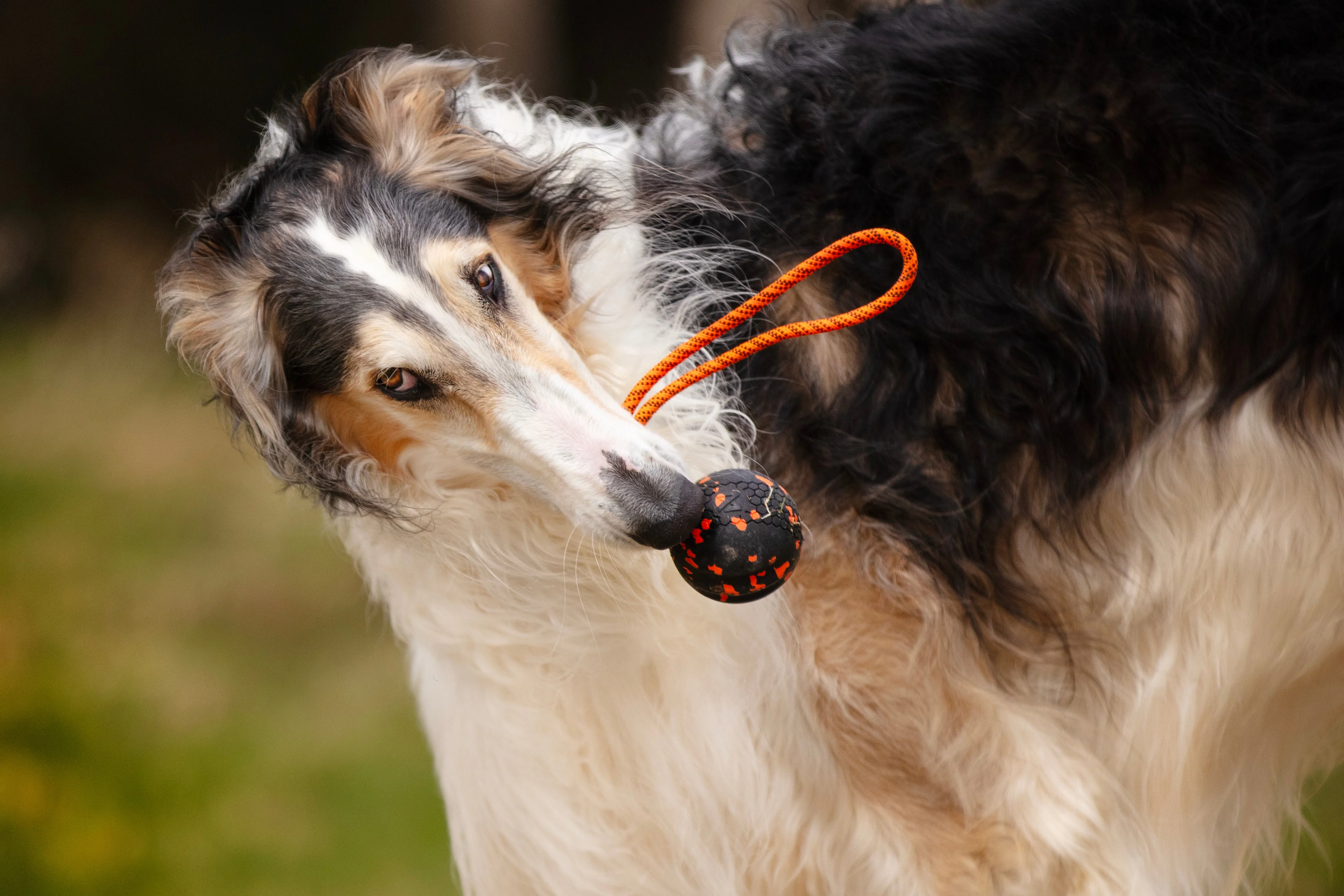 Non-stop - Dog Ball On Rope - Image 4