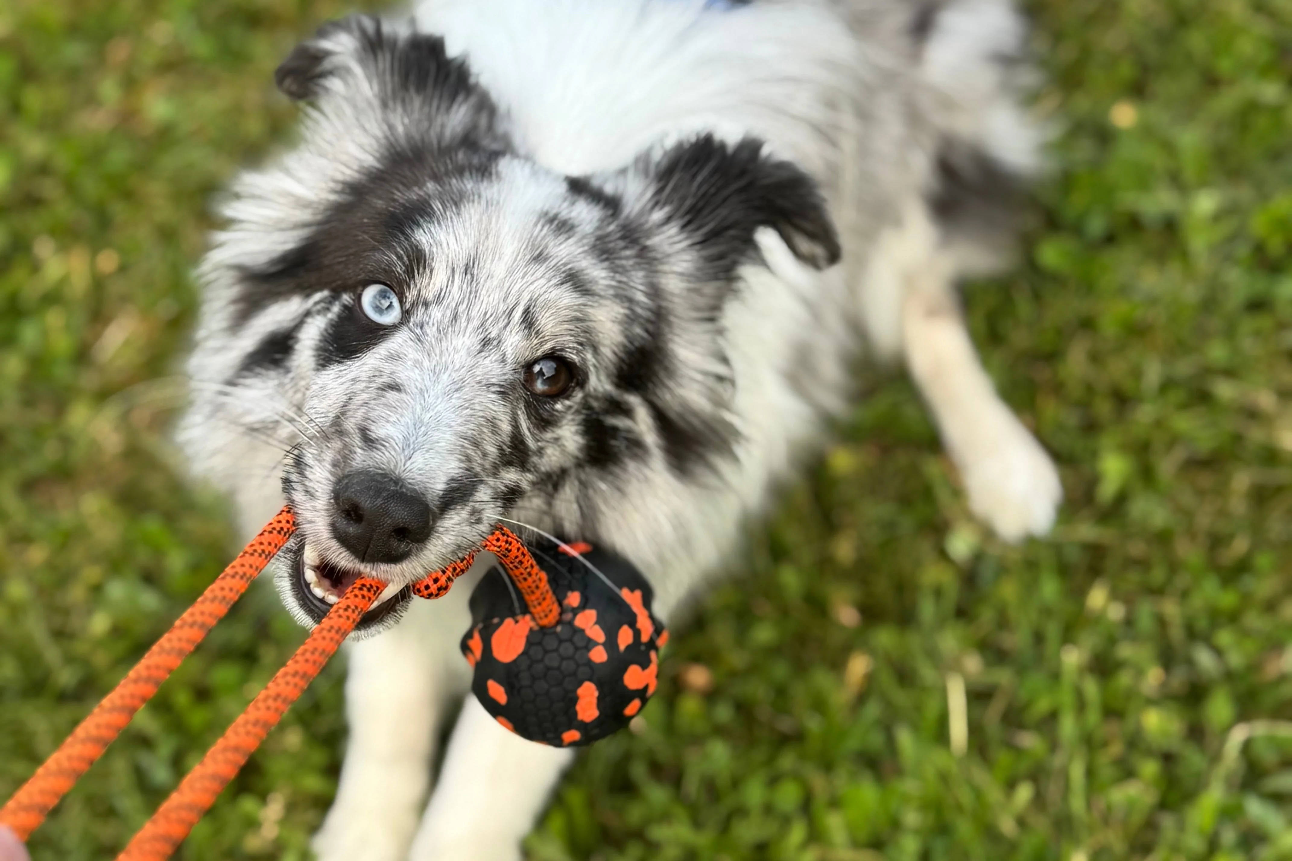 Non-stop - Dog Ball On Rope - Image 6