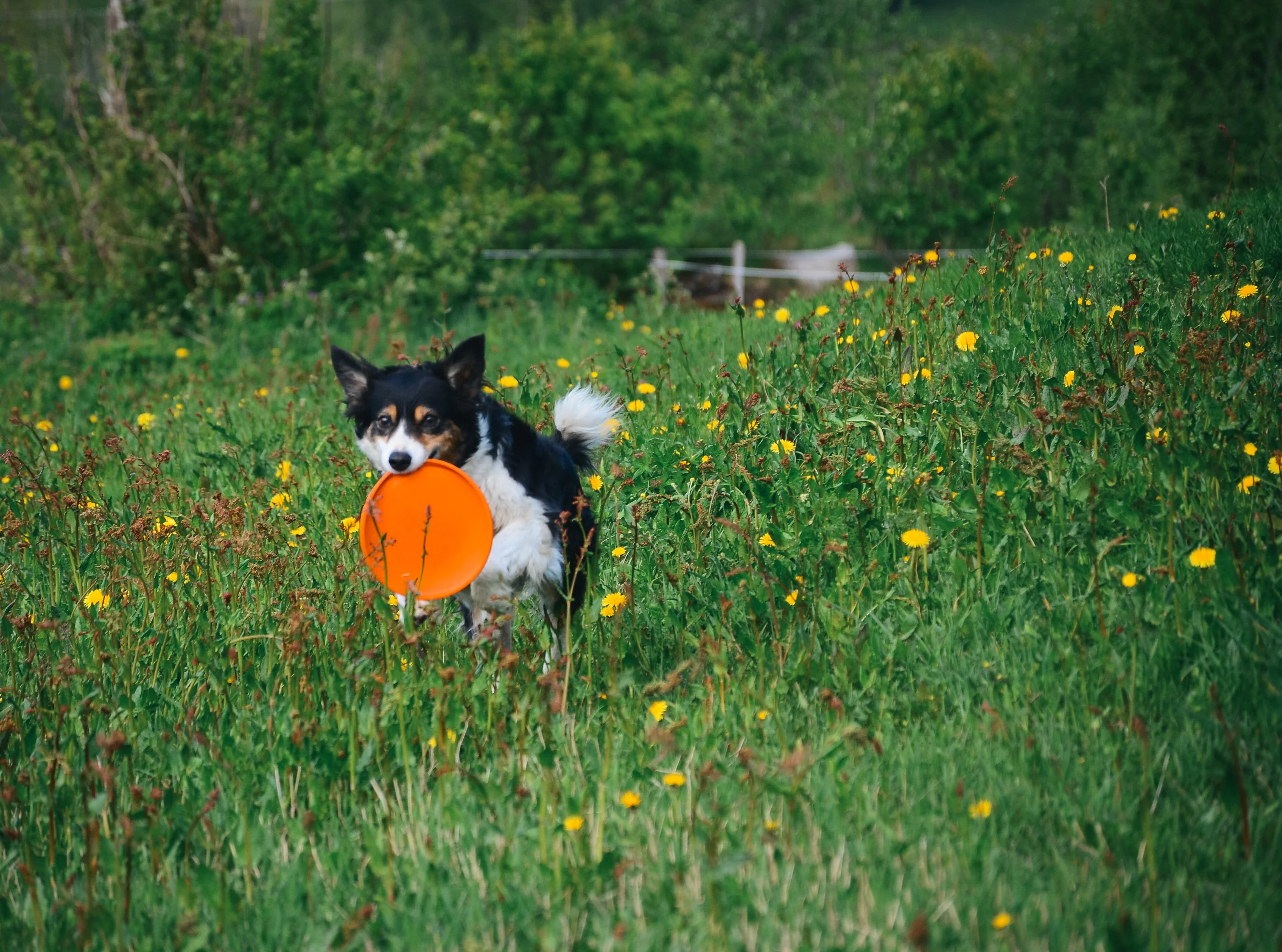 Non-stop - Dog Flying Disc - Image 2