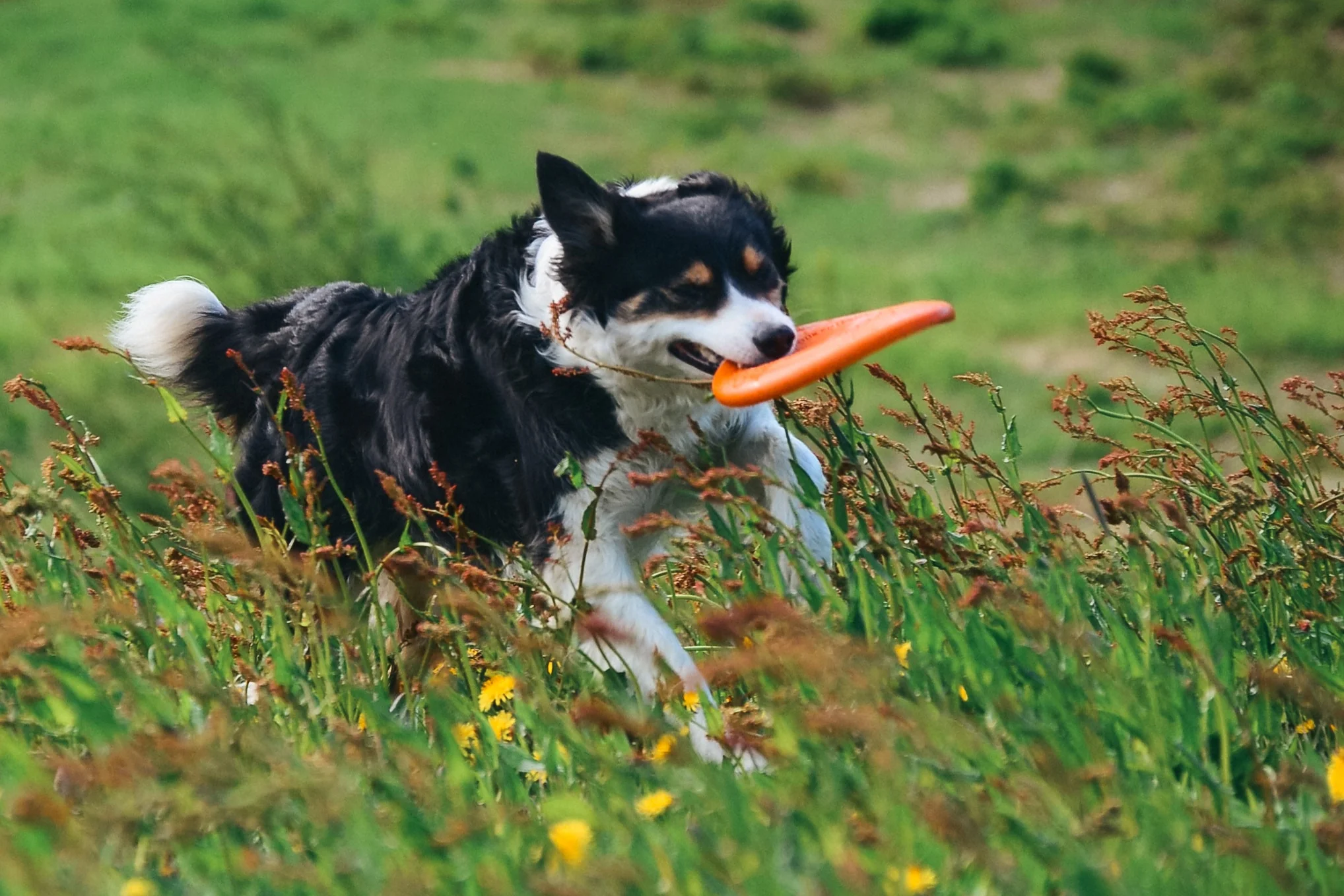 Non-stop - Dog Flying Disc - Image 3