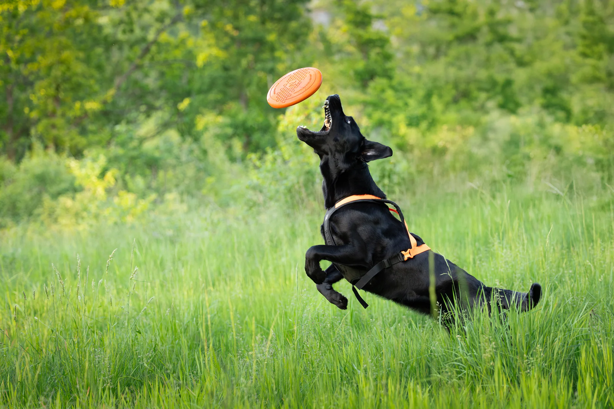 Non-stop - Dog Flying Disc - Image 4