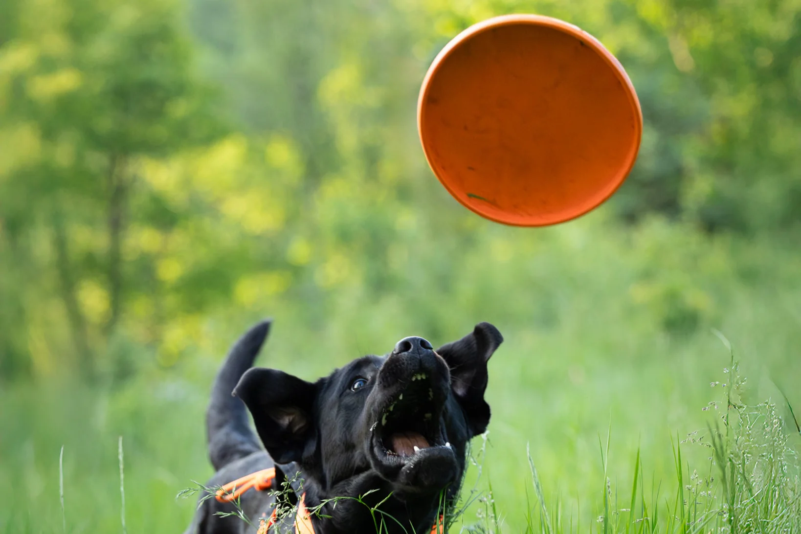 Non-stop - Dog Flying Disc - Image 5