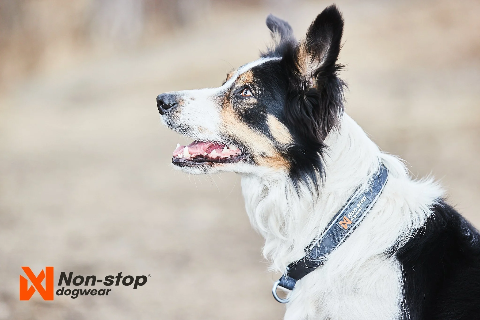Non-stop - Cruise Collar - Image 4