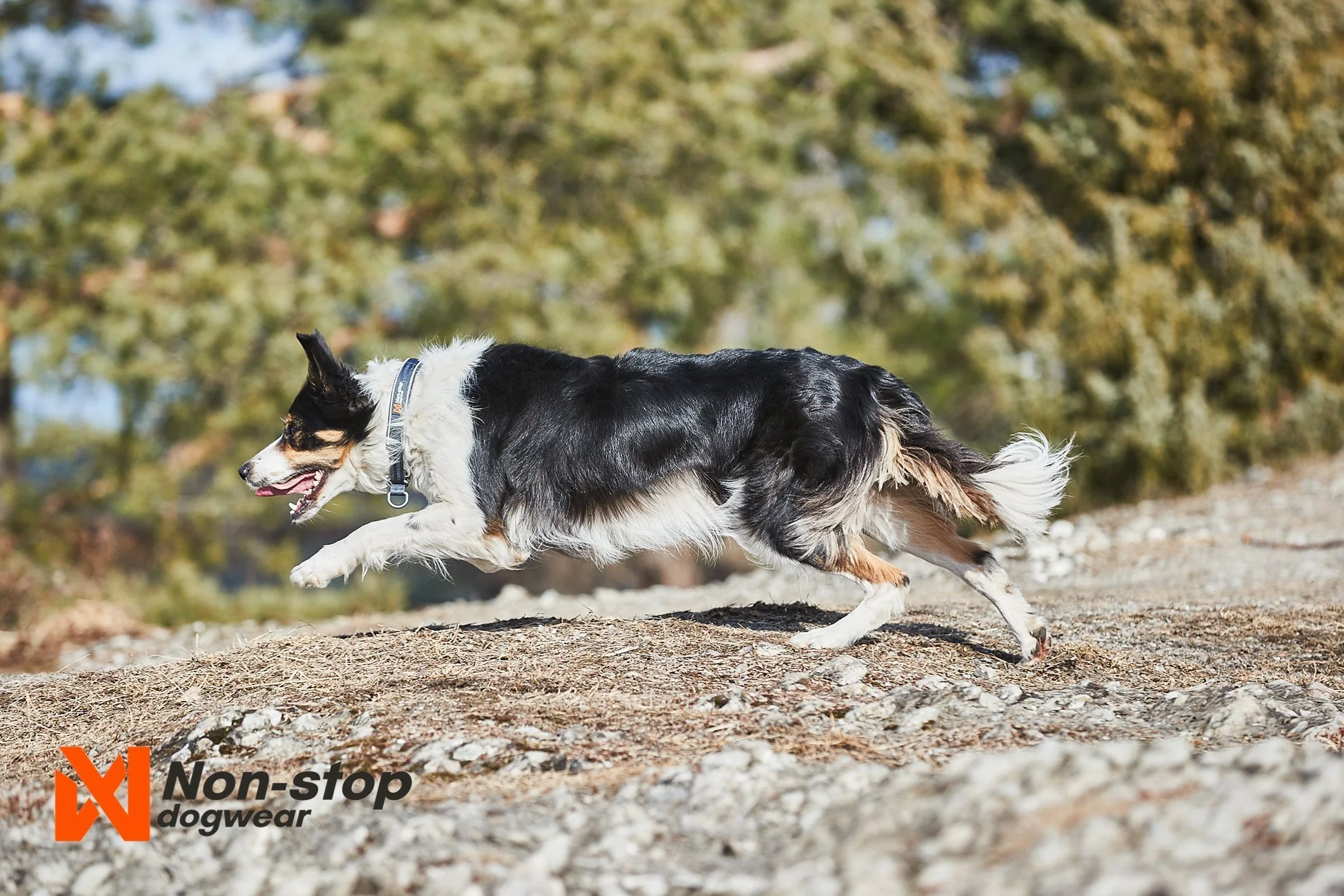 Non-stop - Cruise Collar - Image 9