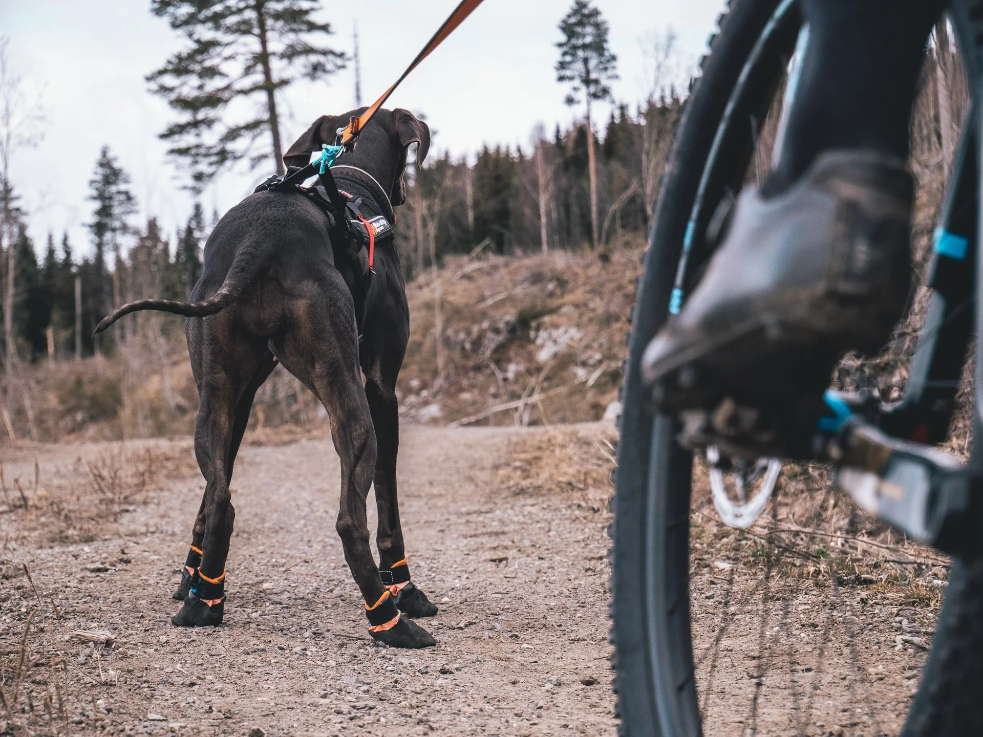 Non-stop - Protector Booties (4 Pack) - Image 3