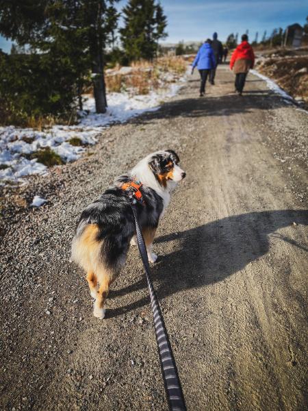 Non-stop - Touring Bungee Leash - Image 5