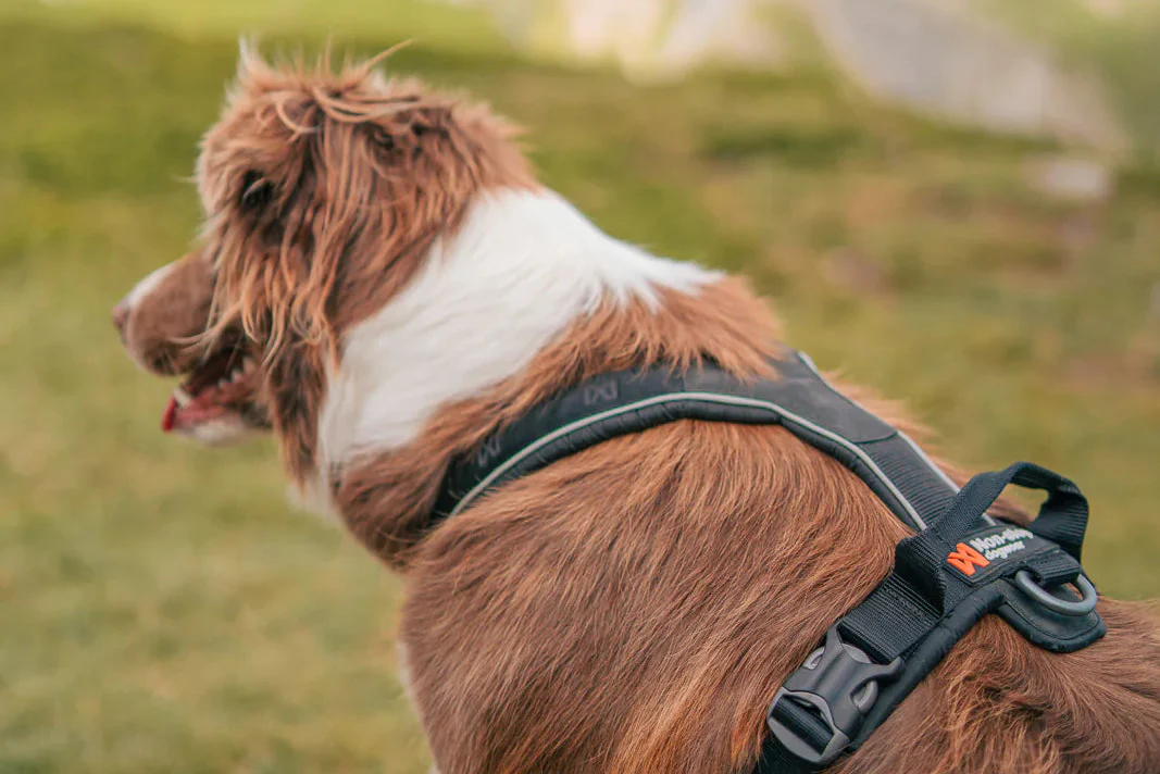 Non-stop - Line Harness with Grip - Image 3