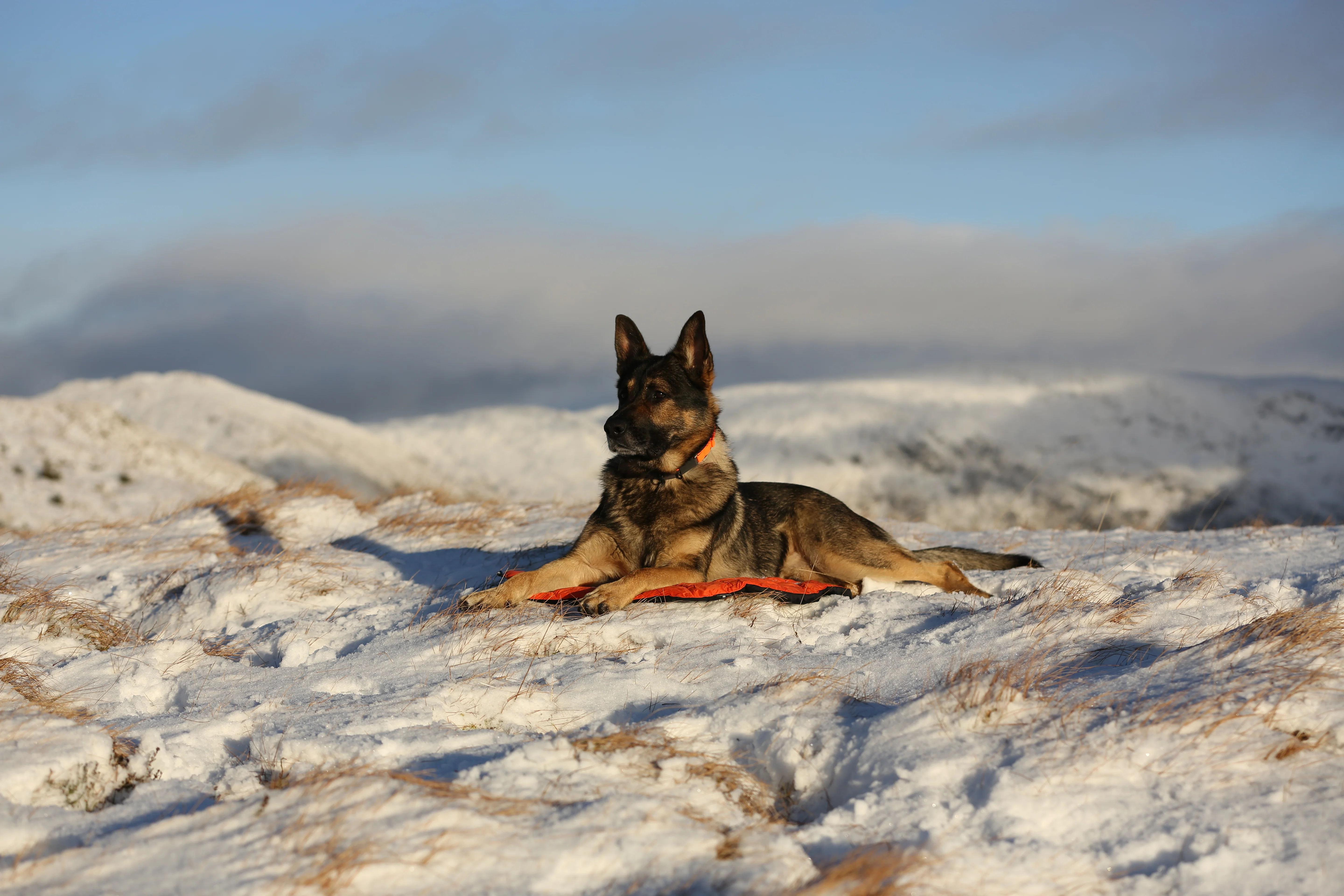 Non-stop - Protector Bivvy Bed - Image 6