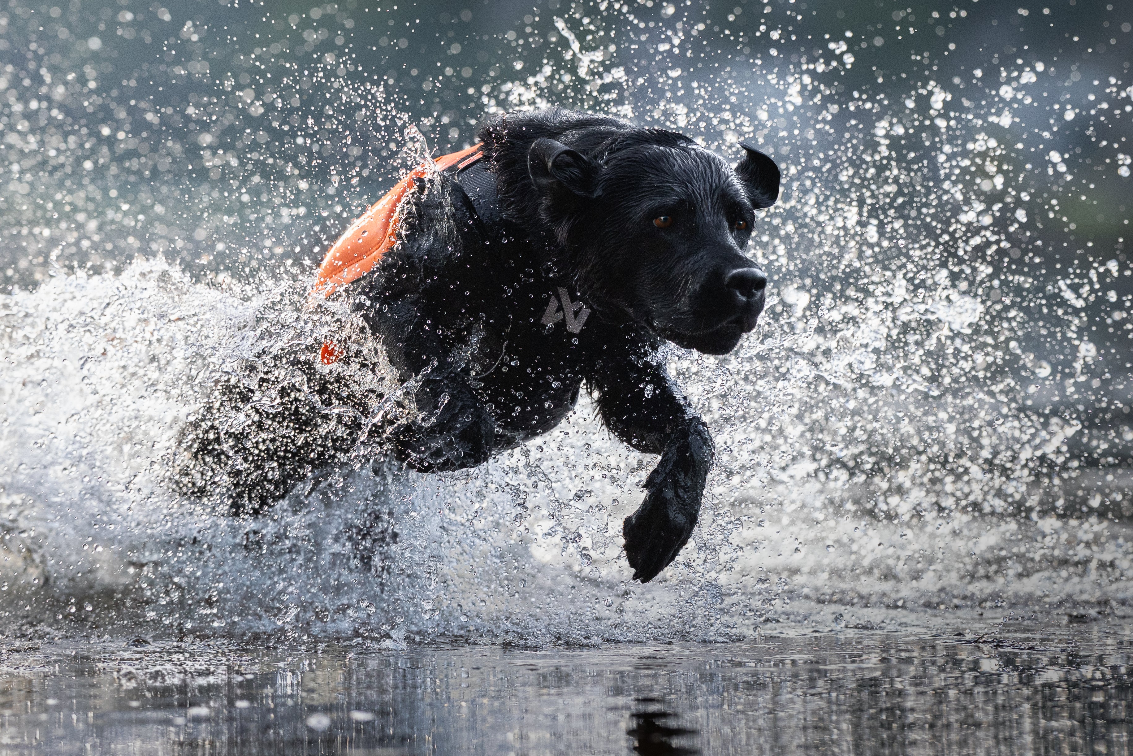 Non-stop - Protector Neoprene Vest - Image 10