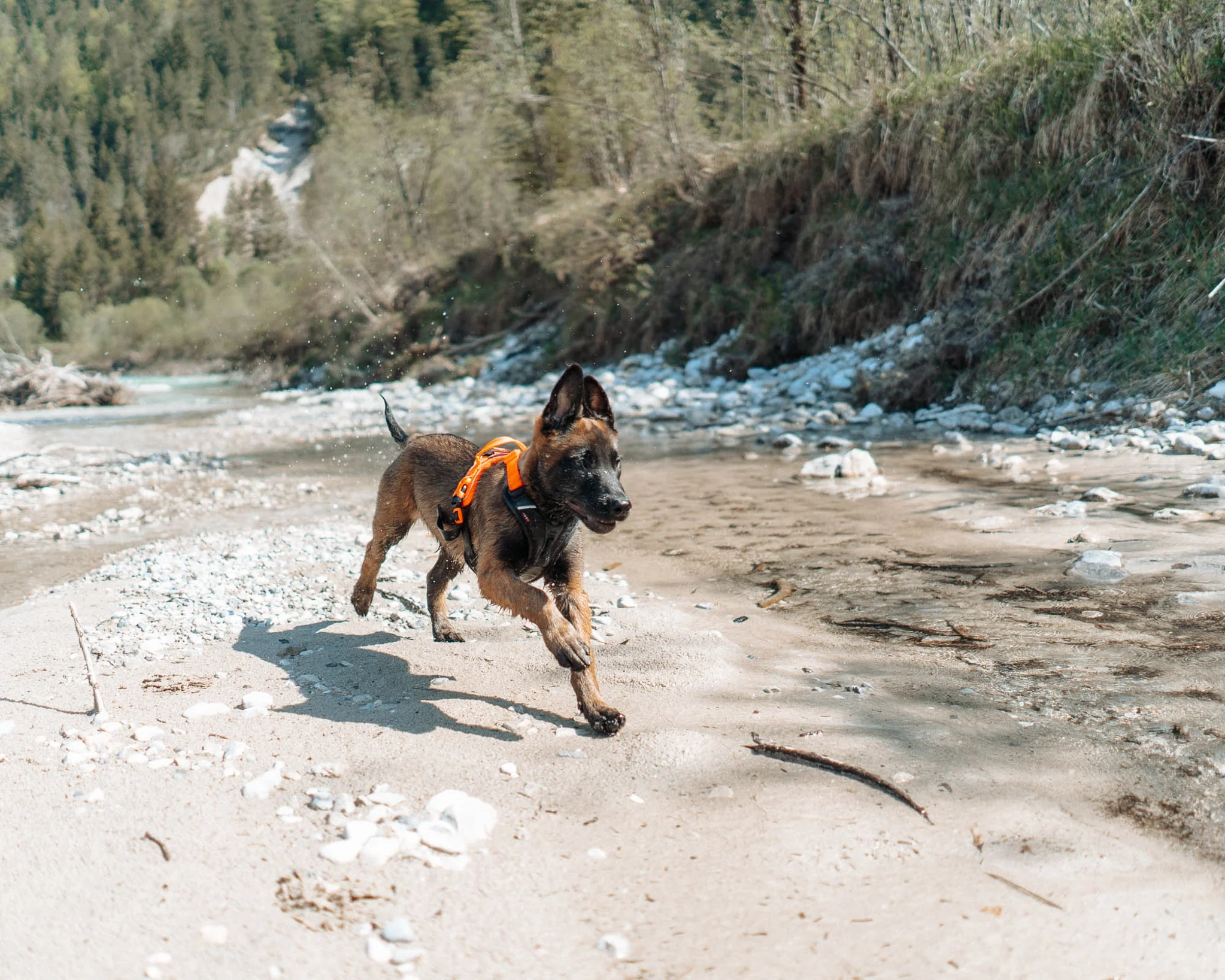 Non-stop - Ramble Harness *AMAZING PRICE*LIMITED AVAILABILITY* - Image 9