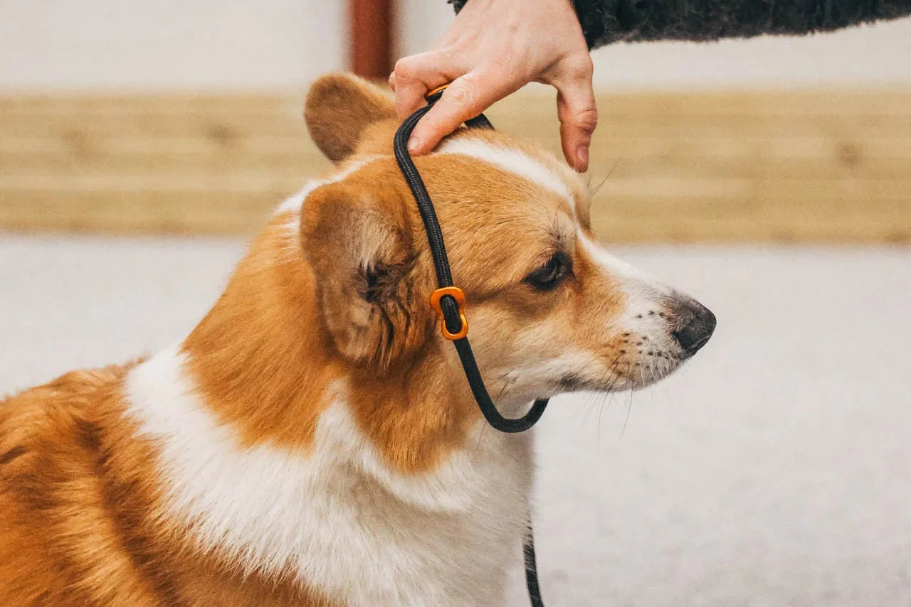 Non-stop - Retriever Leash - Image 3
