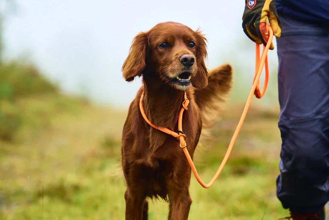 Non-stop - Retriever Leash - Image 4
