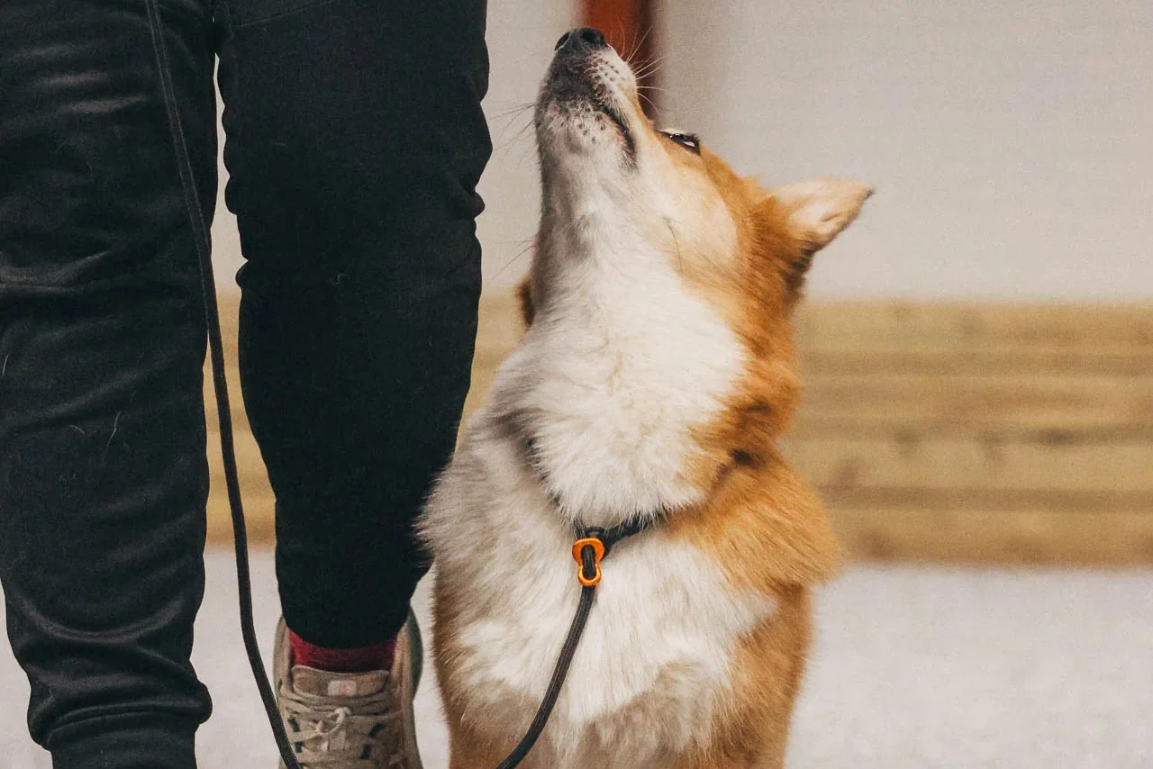 Non-stop - Retriever Leash - Image 7