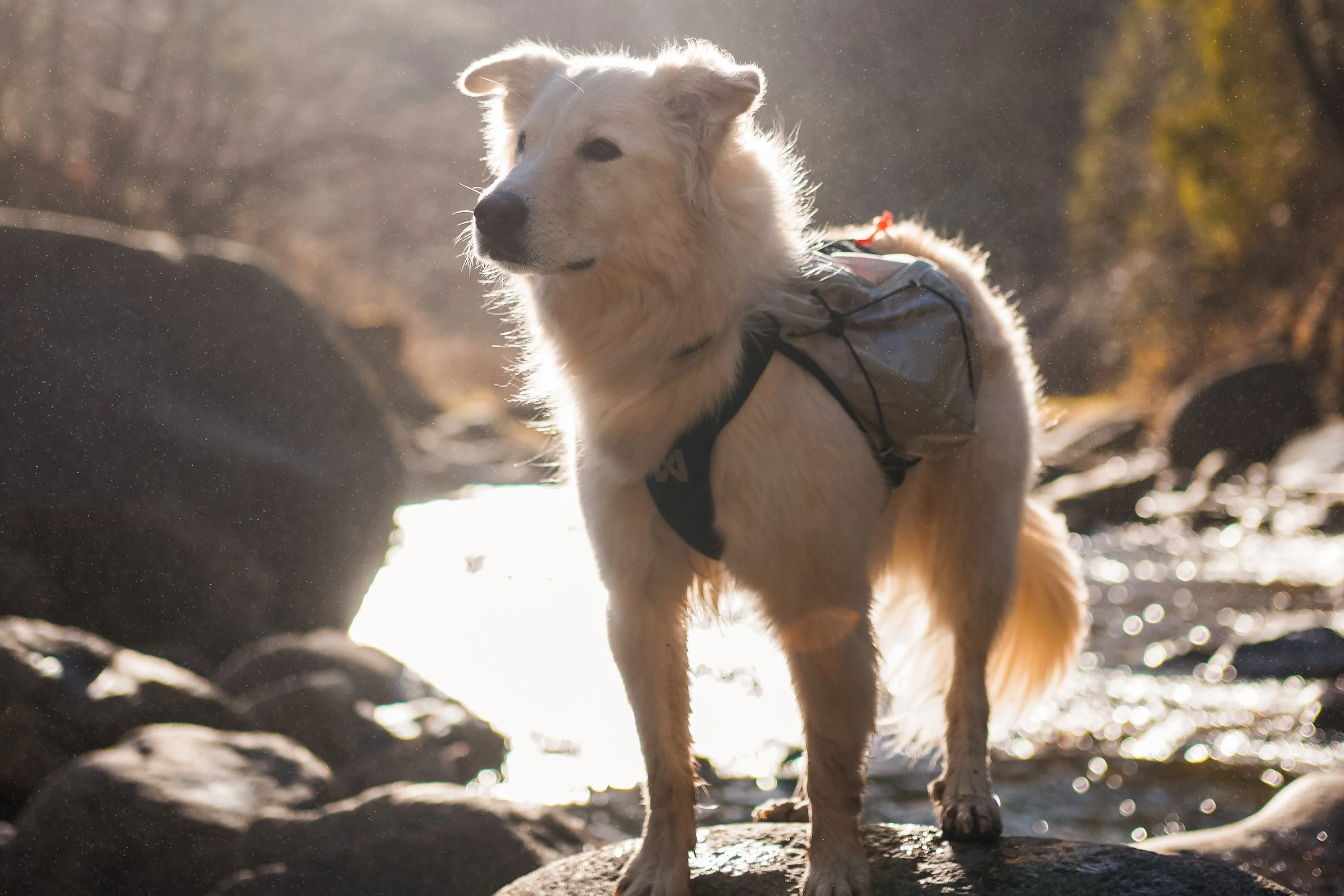 Non-stop - Trail Light Dog Backpack - Image 3
