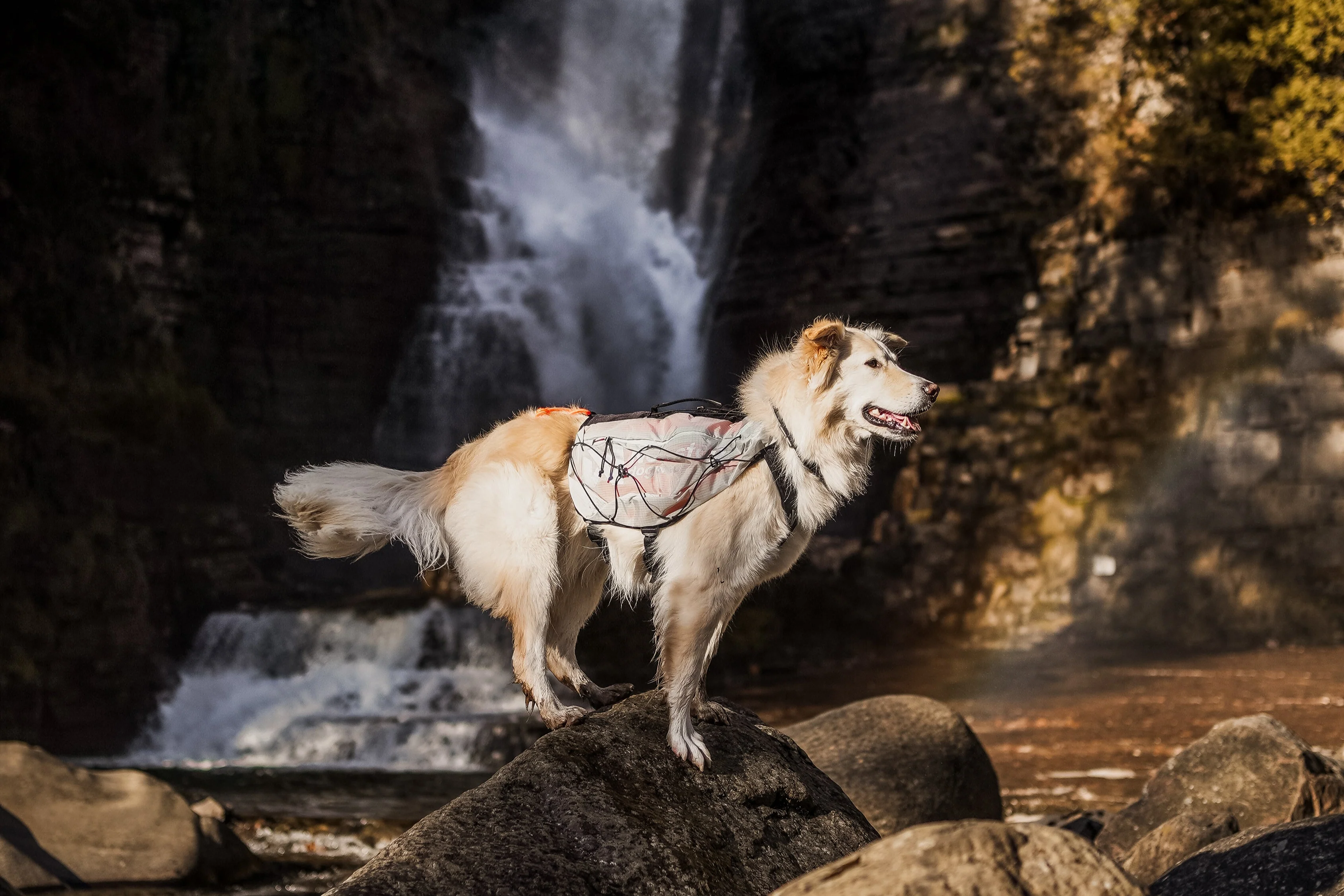 Non-stop - Trail Light Dog Backpack - Image 7