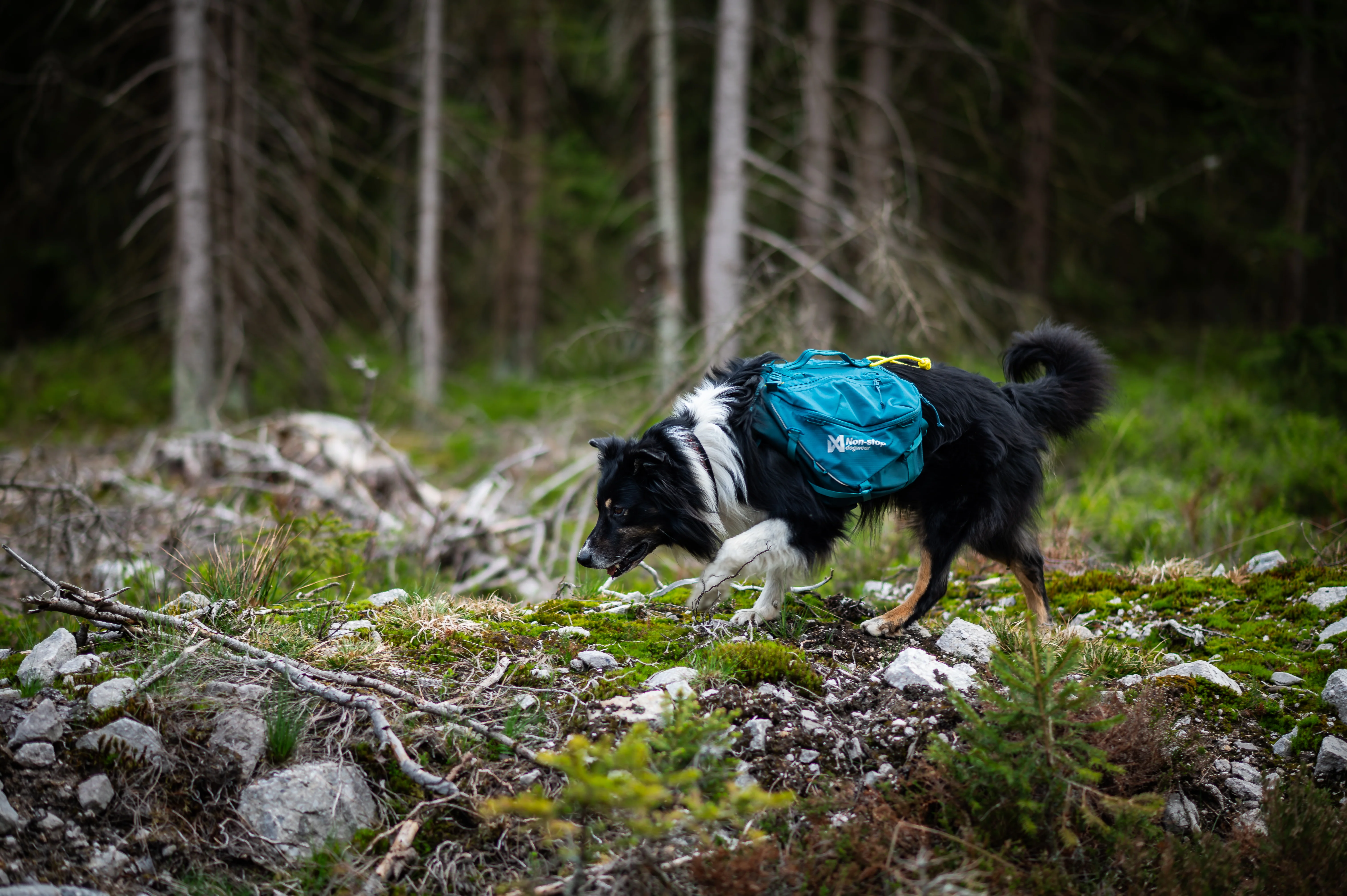 Non-stop - Trail Quest Dog Backpack - Image 4
