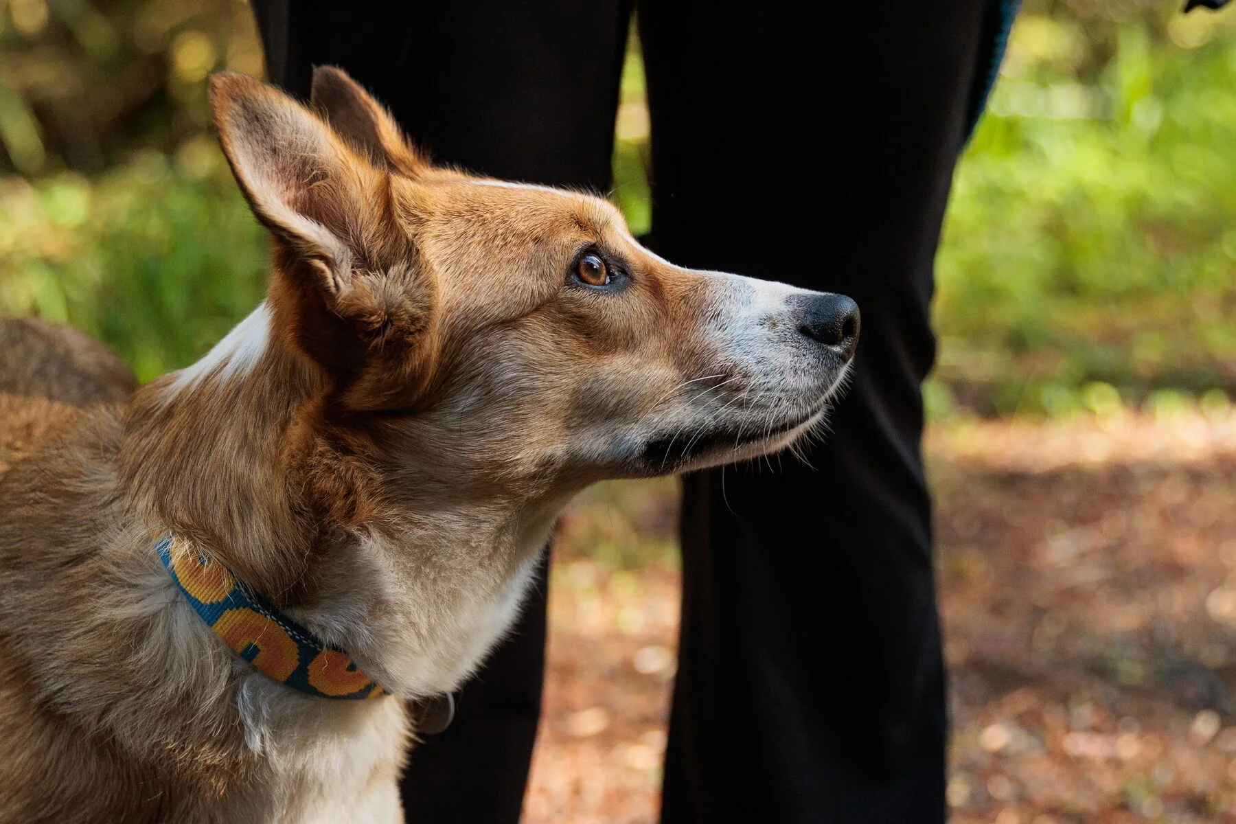 Ruffwear - Crag Collar - Image 3