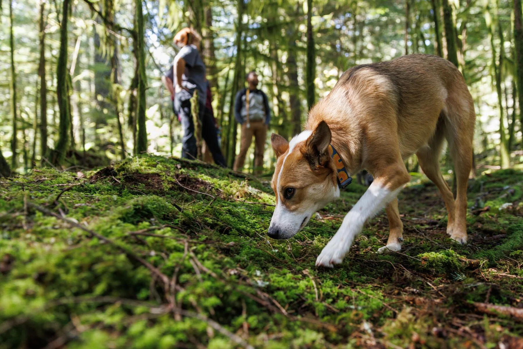 Ruffwear - Crag Collar - Image 4
