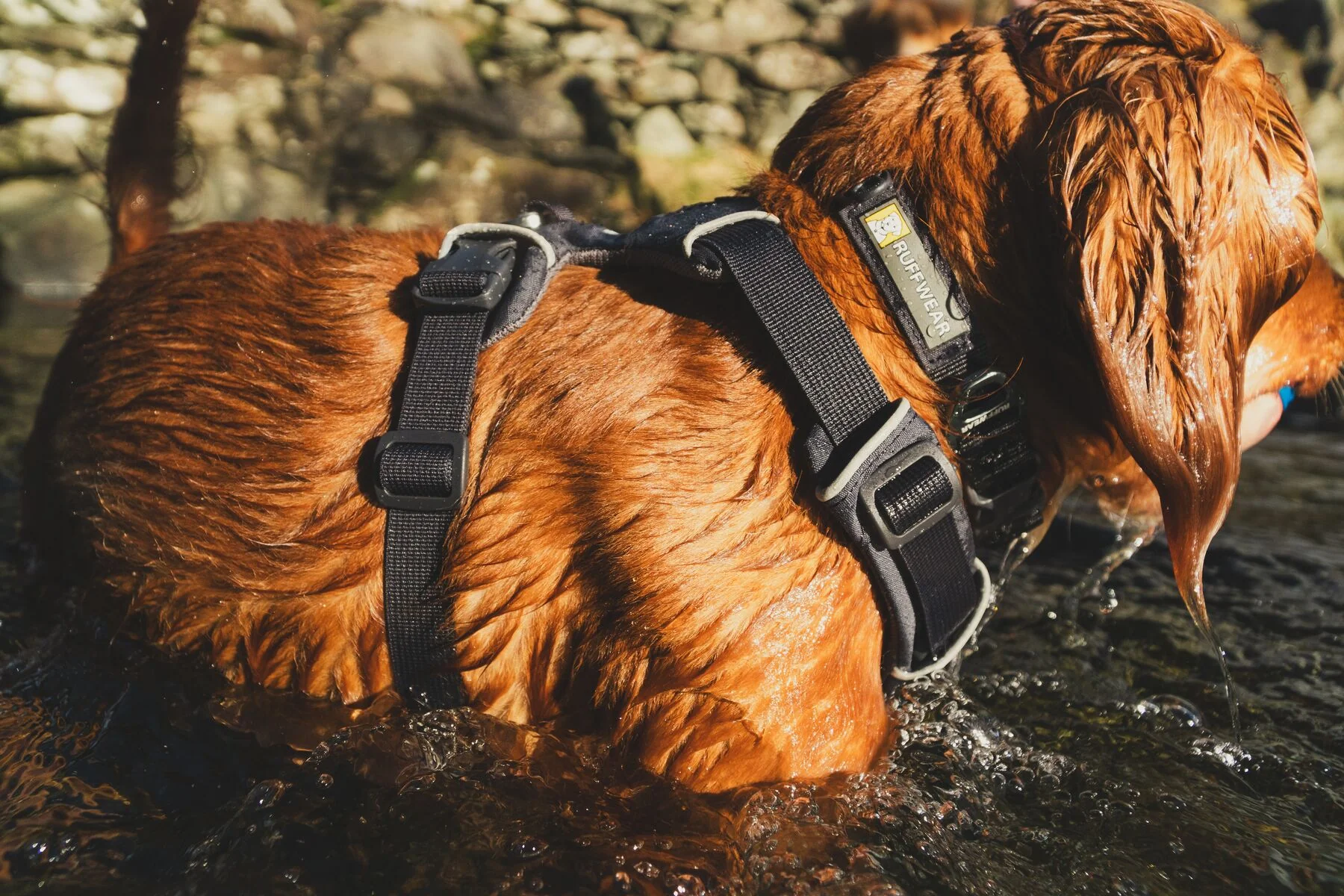 Ruffwear - Front Range Harness - Image 12