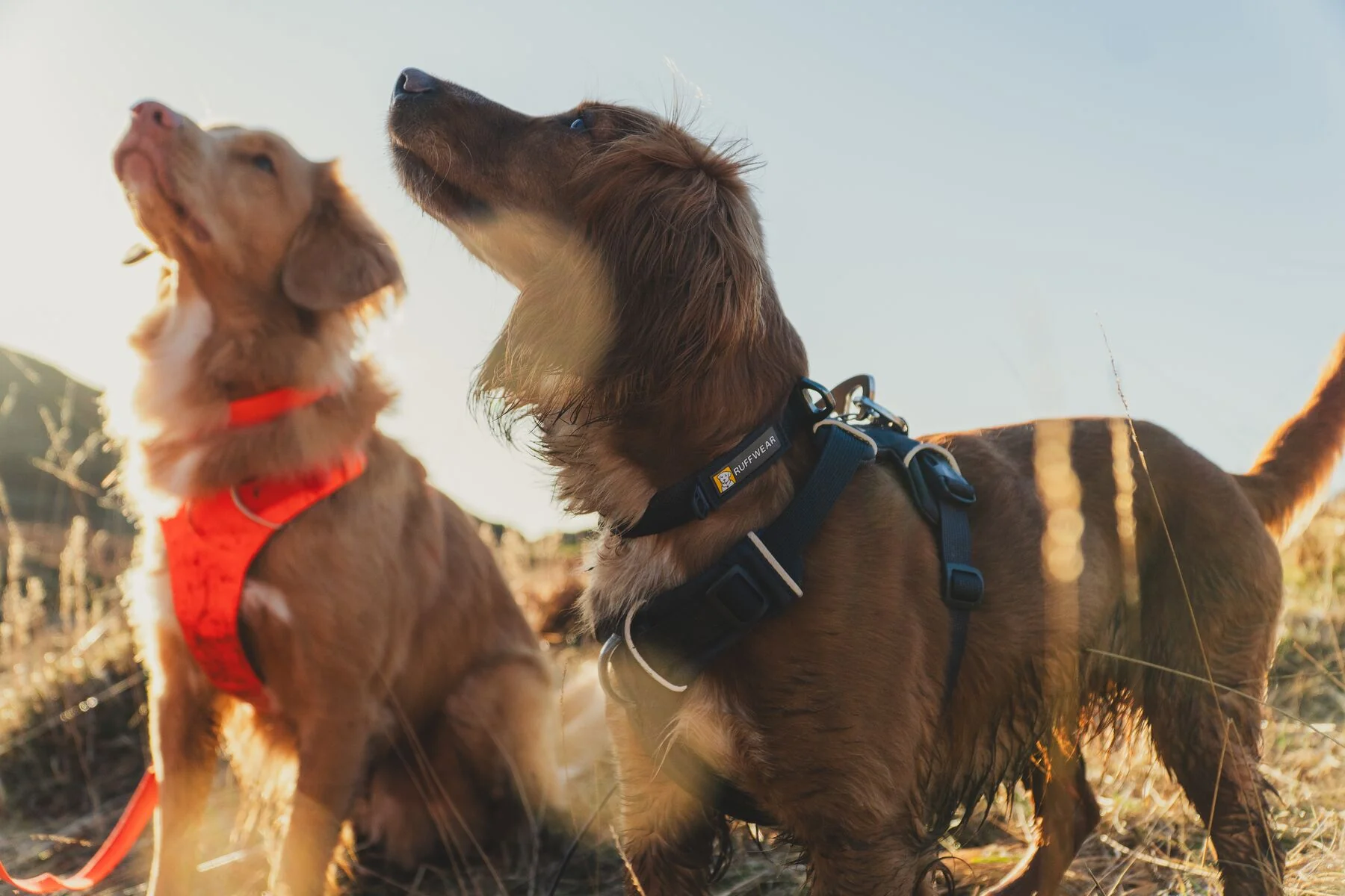 Ruffwear - Front Range Harness - Image 13