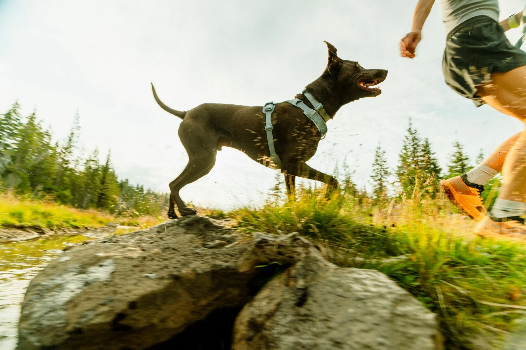 Ruffwear - Front Range Flex Collar - Image 10
