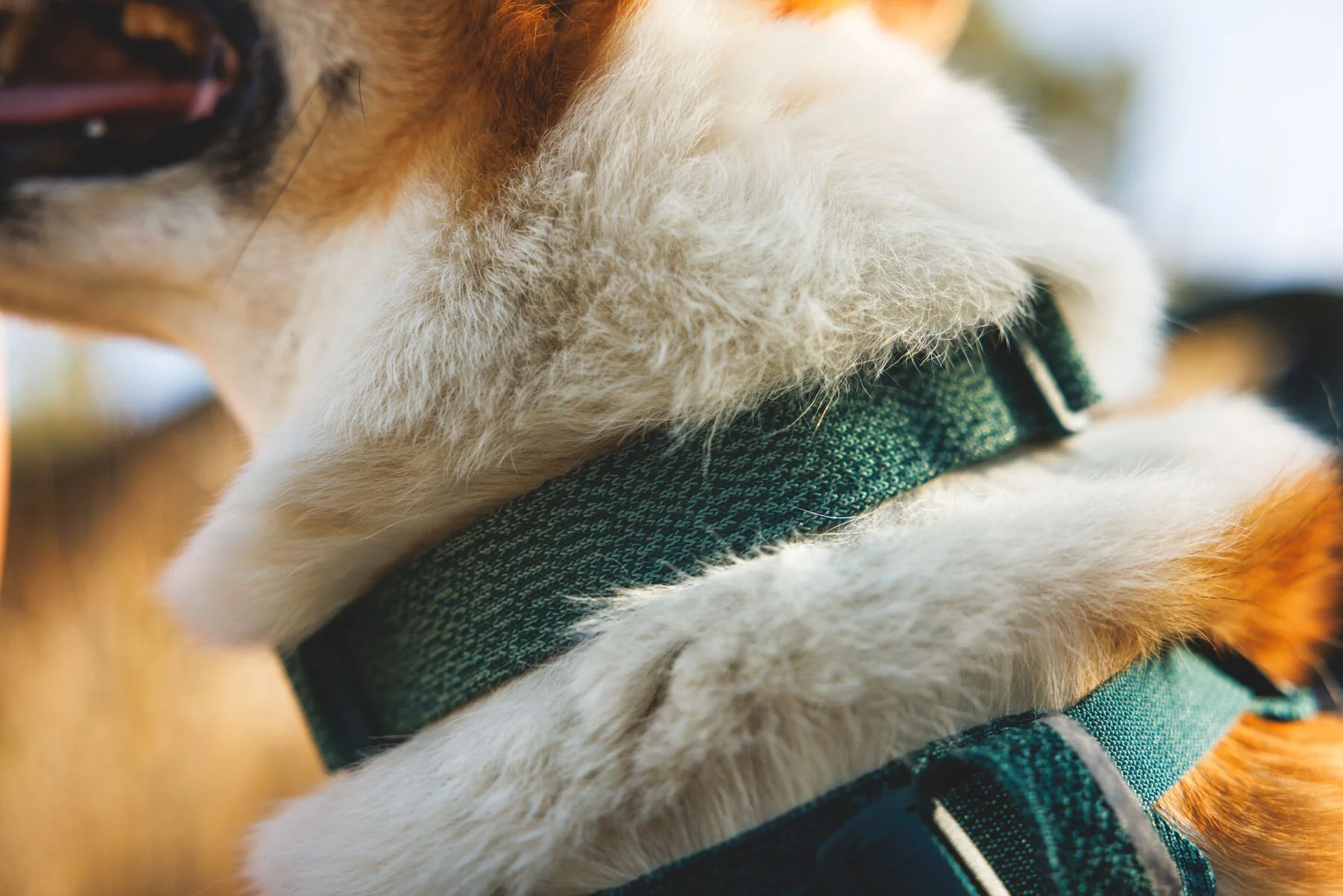 Ruffwear - Front Range Flex Collar - Image 5