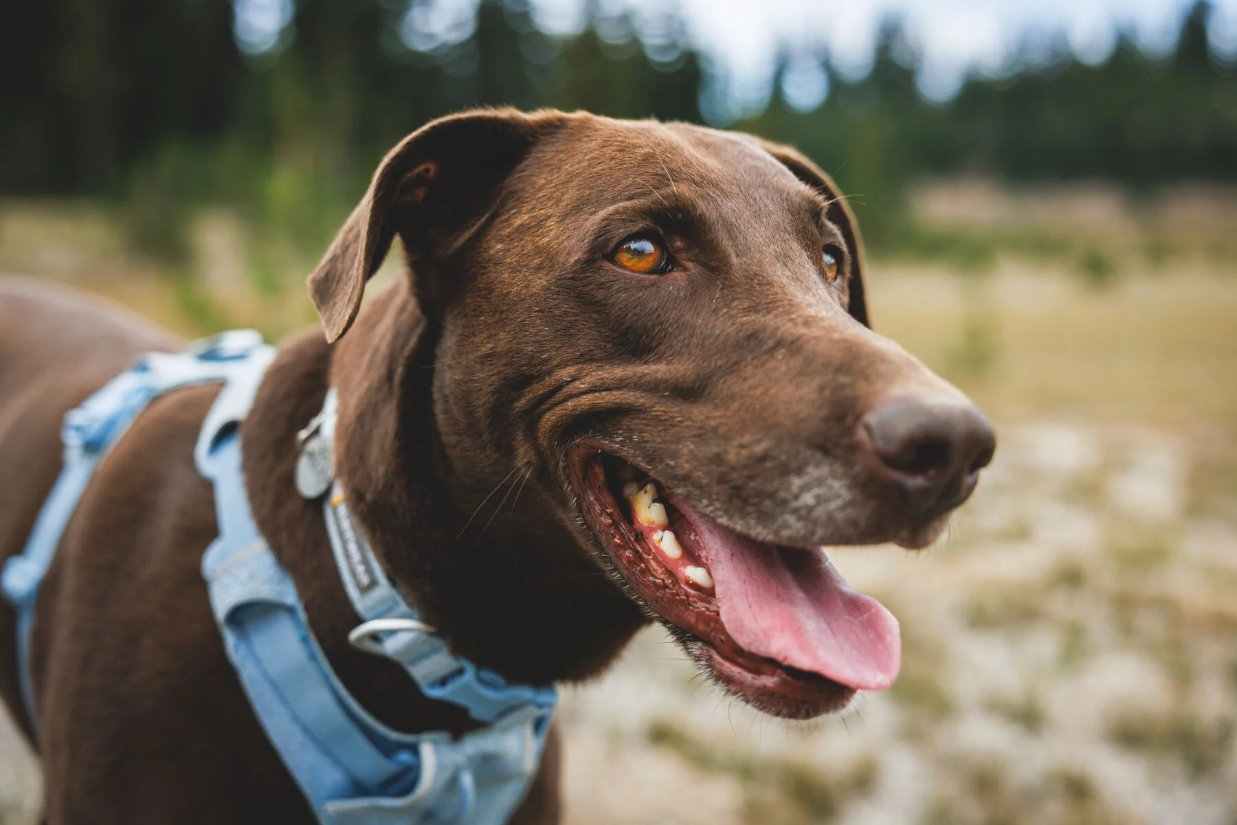 Ruffwear - Front Range Flex Collar - Image 7