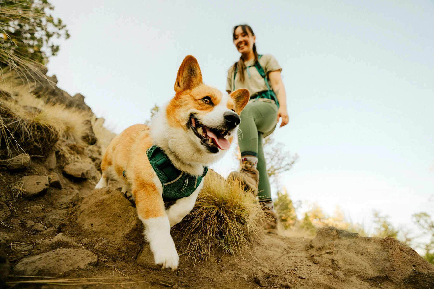 Ruffwear - Front Range Flex Harness - Image 11