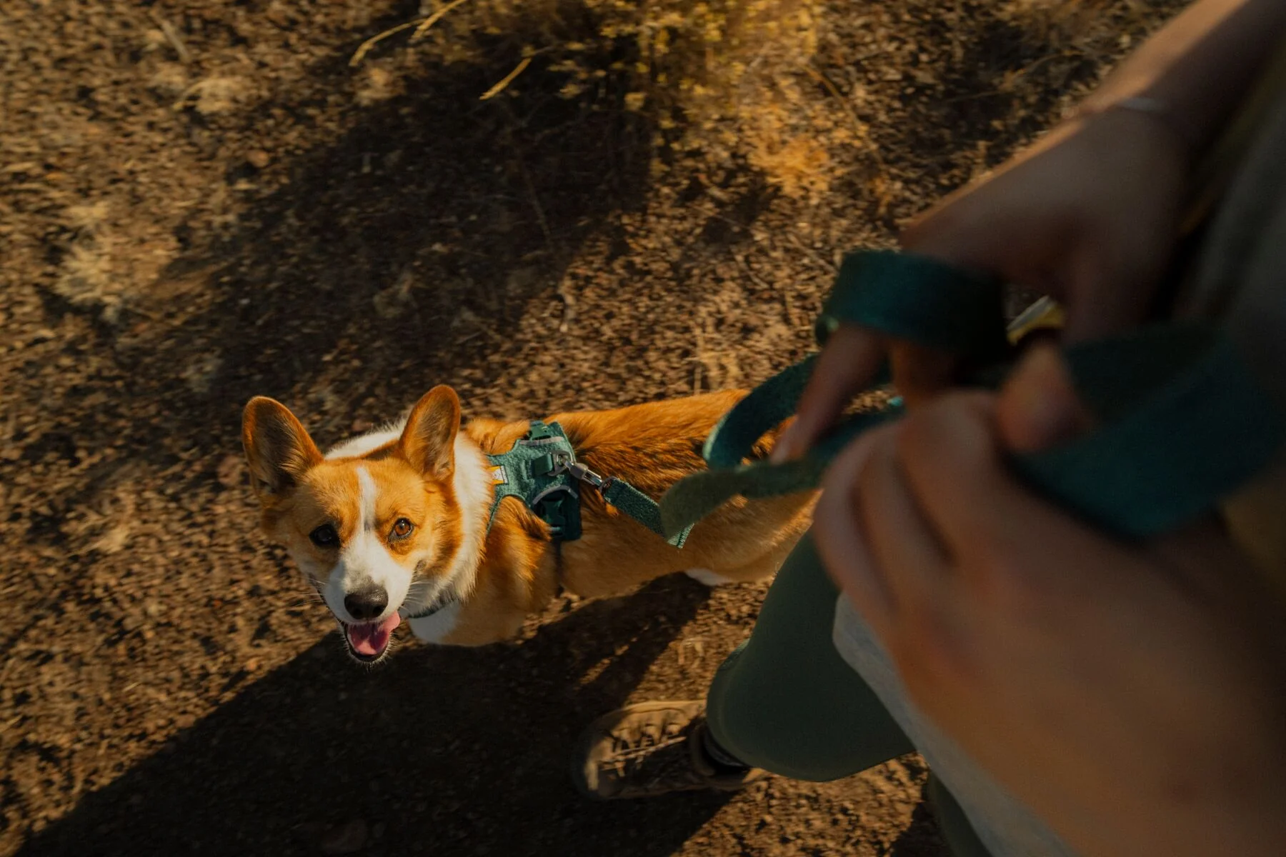 Ruffwear - Front Range Flex Harness - Image 12