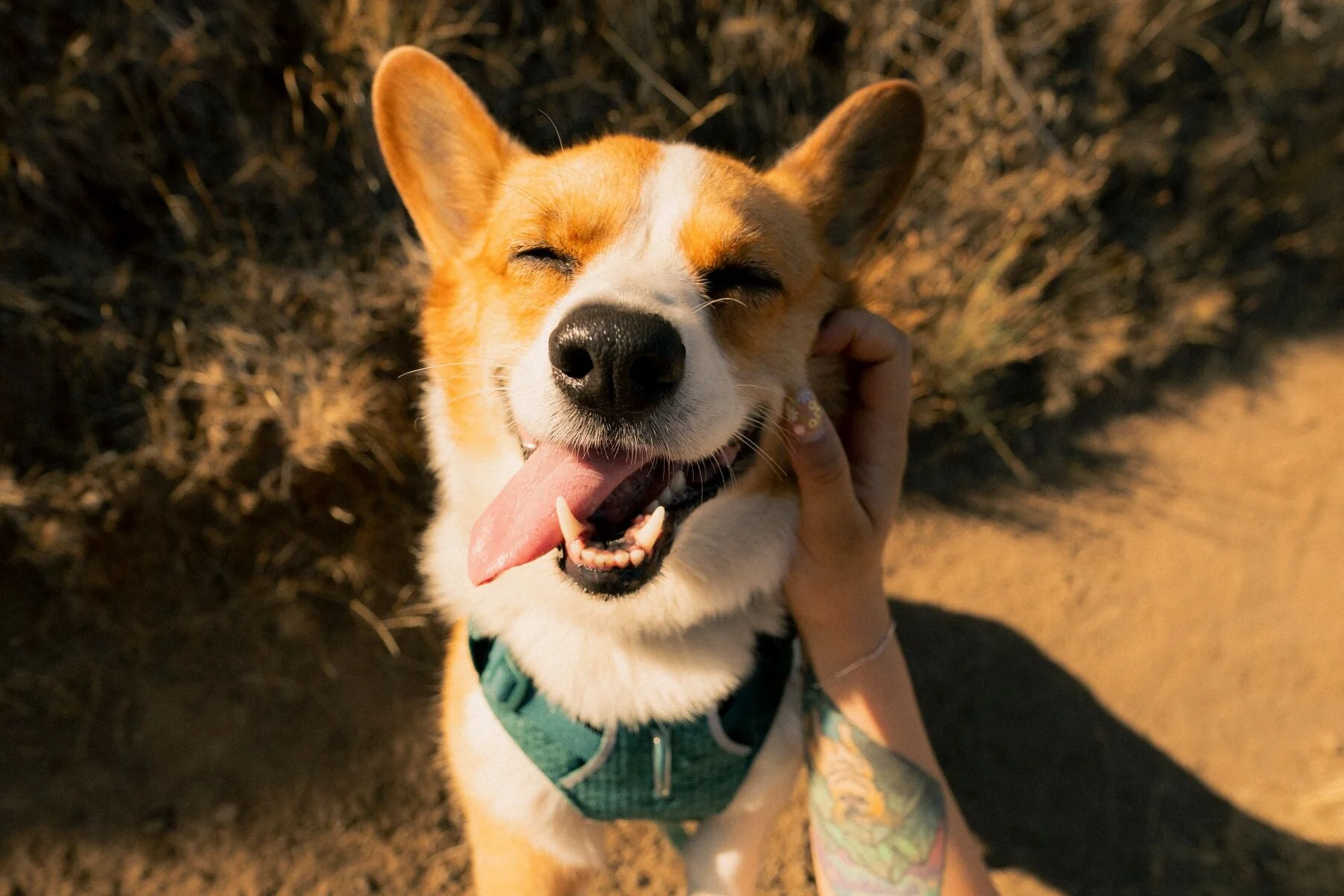 Ruffwear - Front Range Flex Harness - Image 13