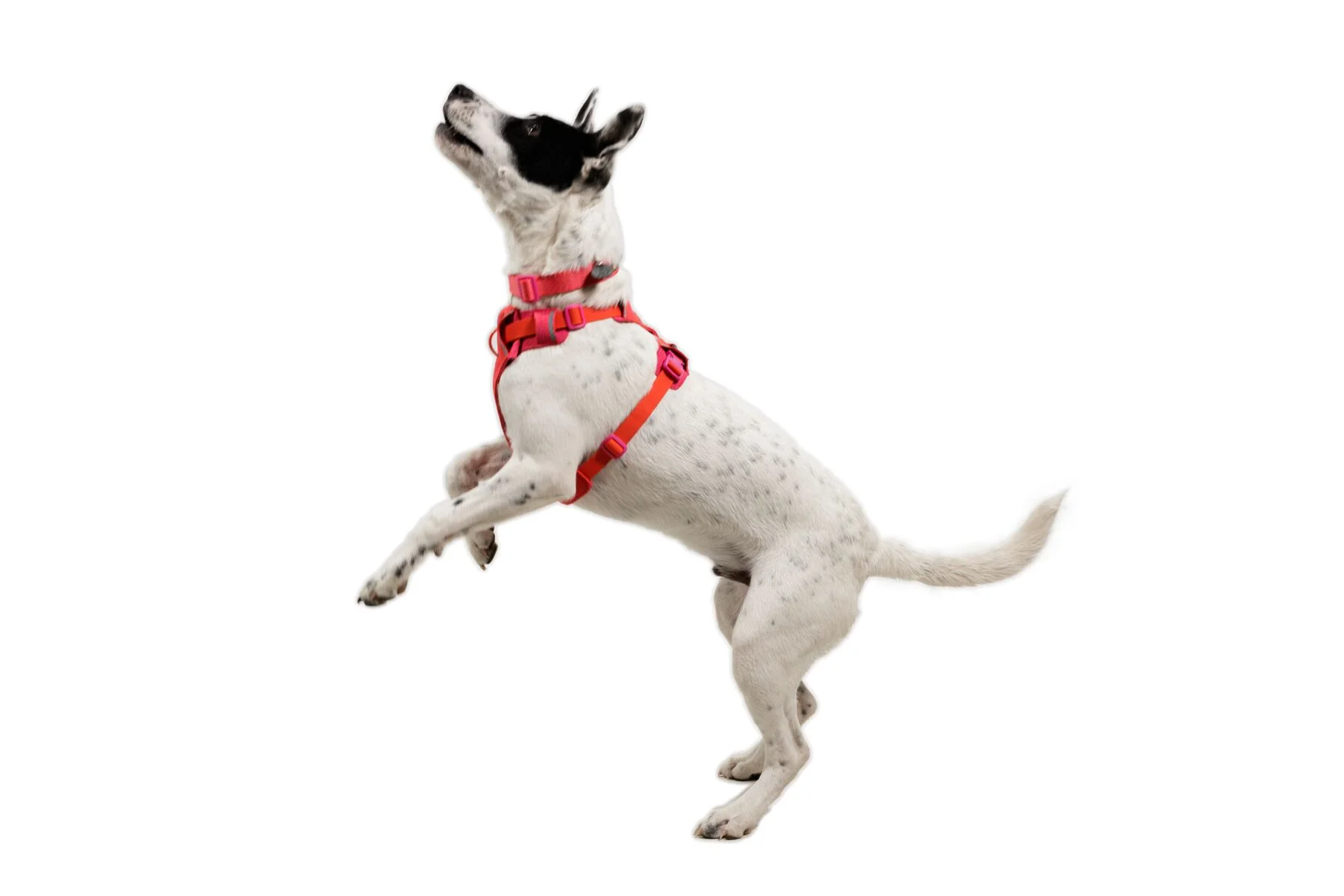 Ruffwear - Front Range Flex Harness - Image 6