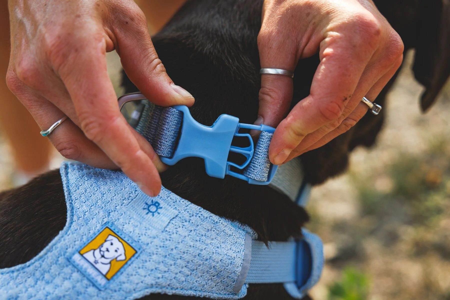 Ruffwear - Front Range Flex Harness - Image 7