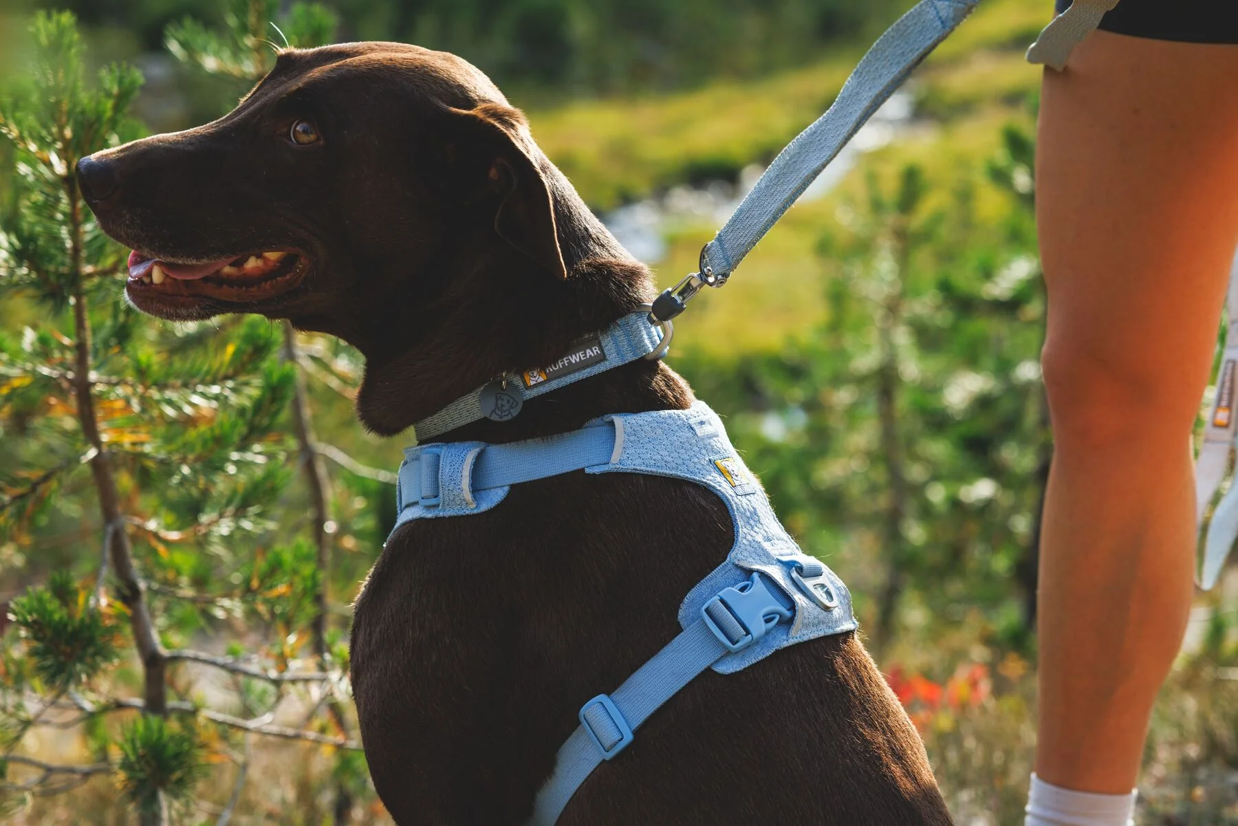 Ruffwear - Front Range Flex Harness - Image 8