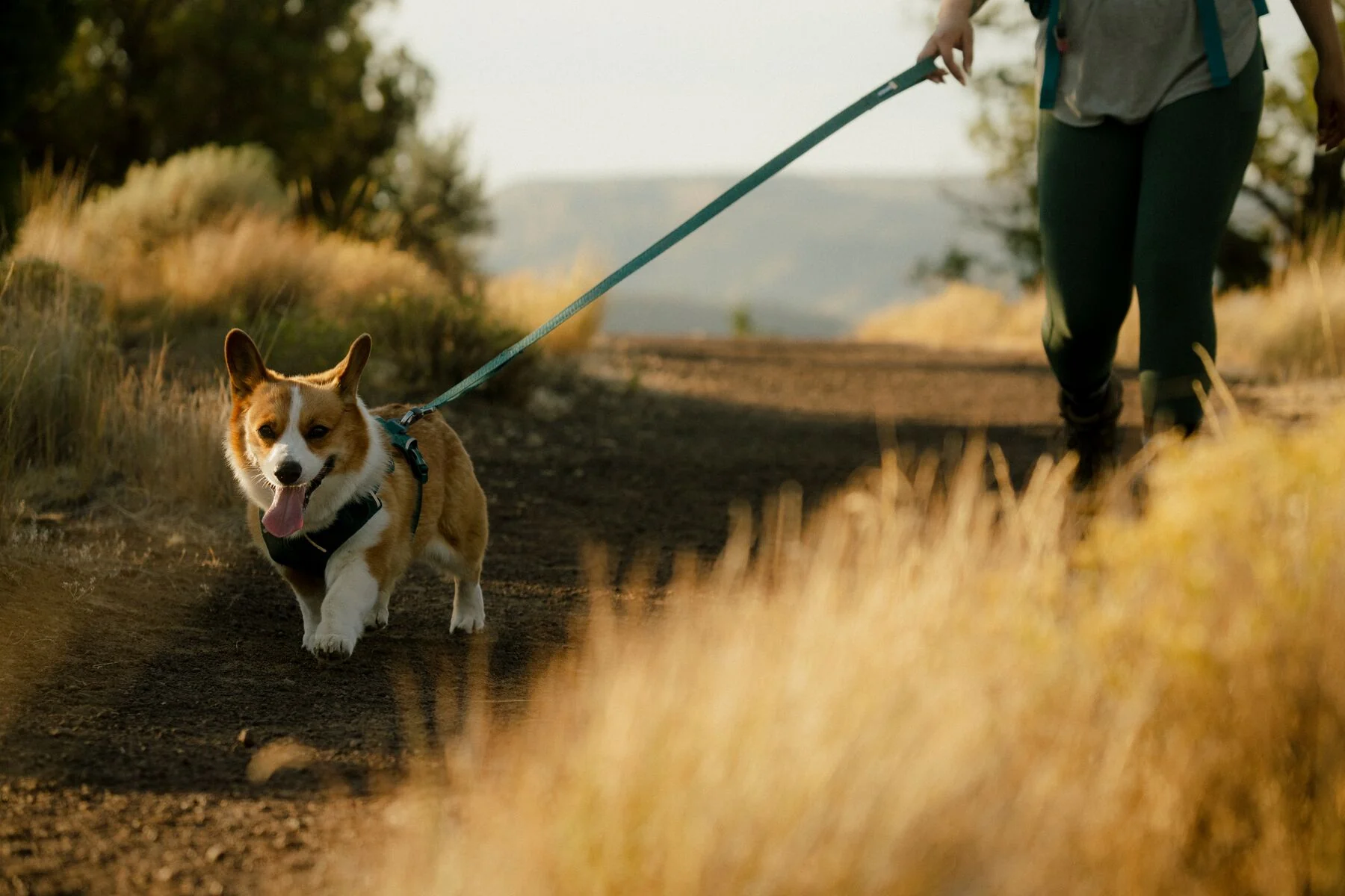 Ruffwear - Front Range Flex Leash - Image 13