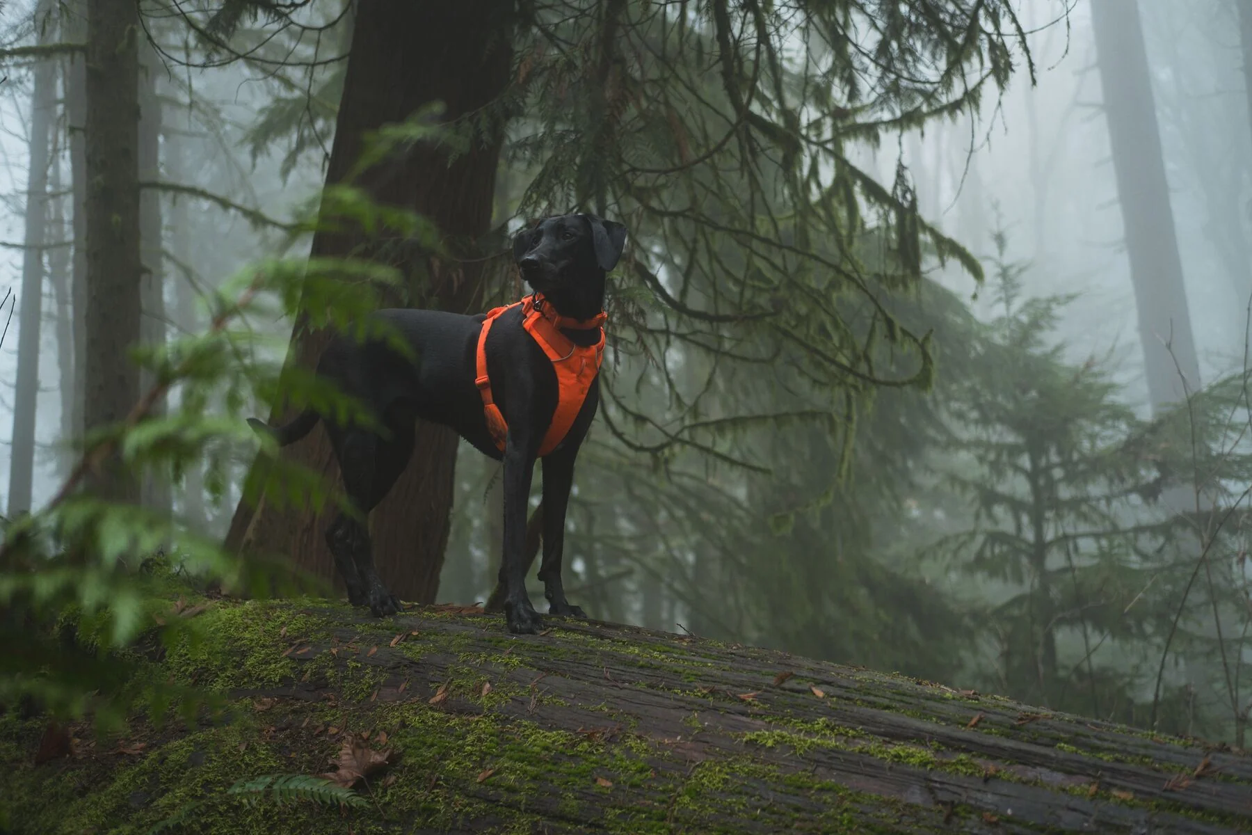 Ruffwear - Front Range Harness - Image 18